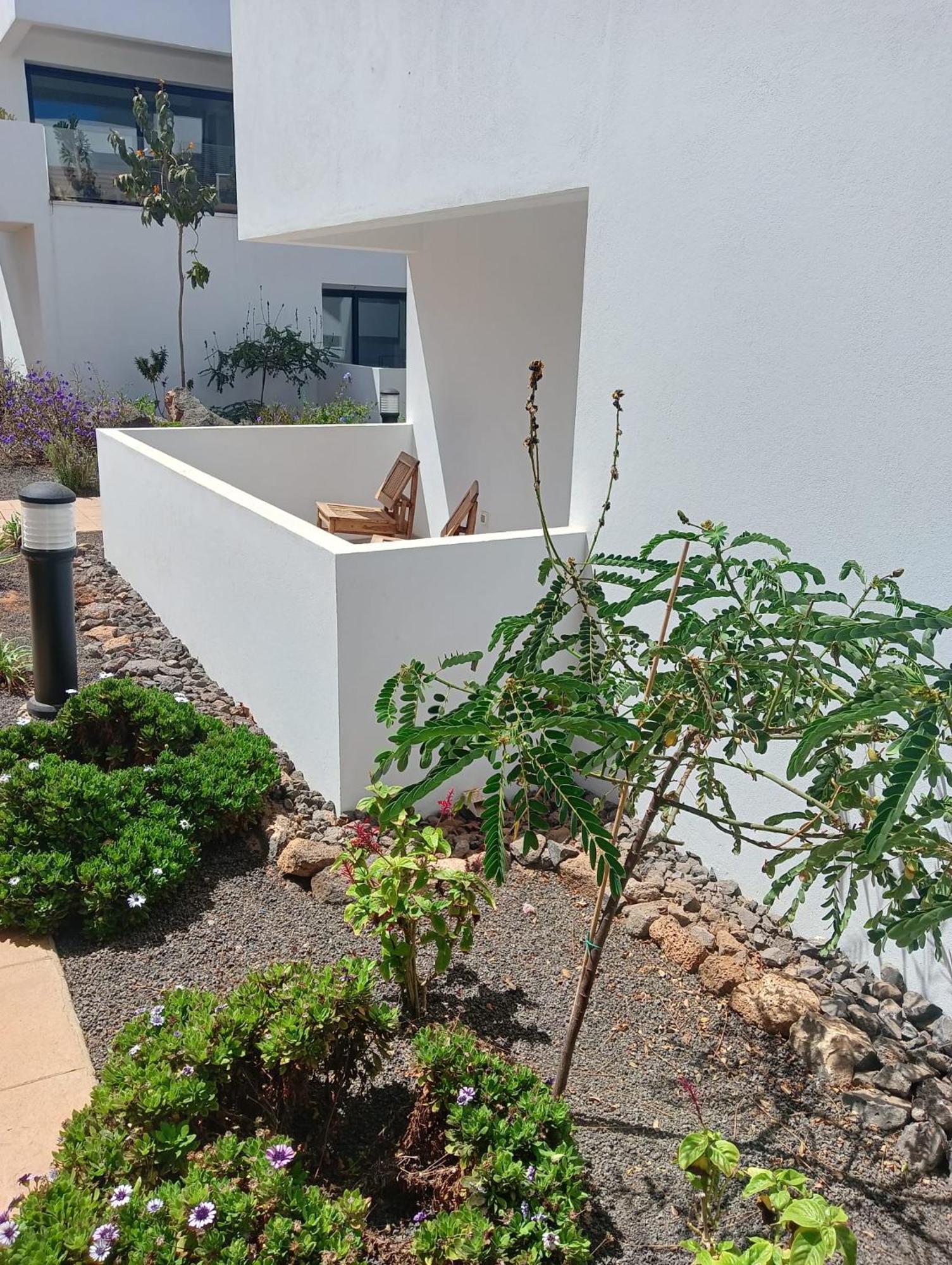 Aulaga *