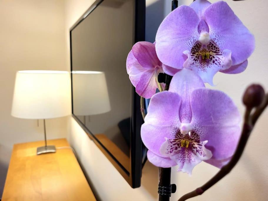 Flamenco, Apartamento Exclusivo De Dos En El Pleno Del Casco Antiguo, Alicante, Playa, Centro Historico, Rambla Alicante
