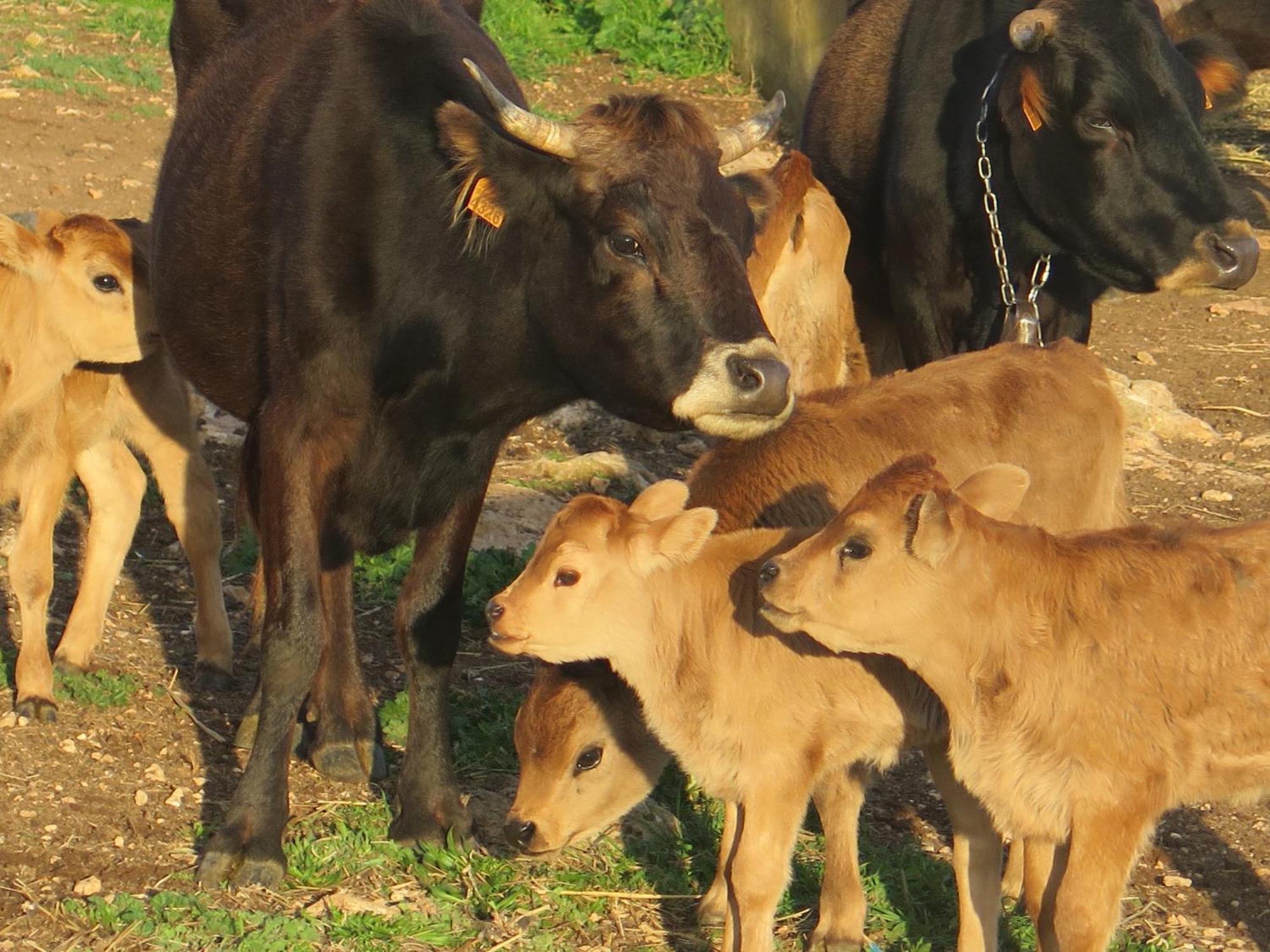Sa Cova Vella Farm stay *