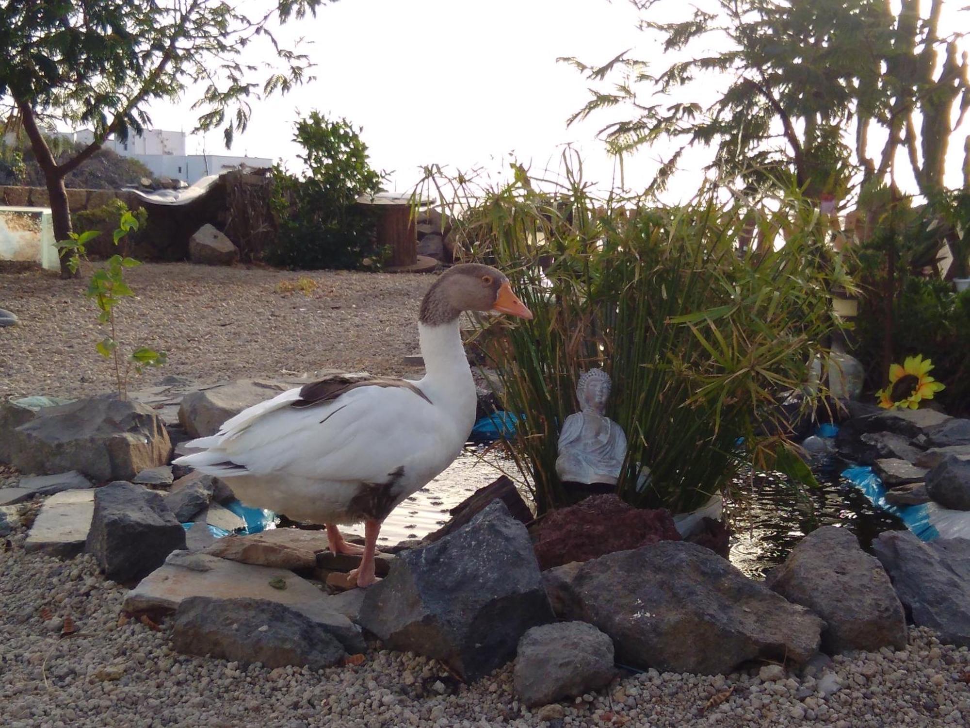 A Peaceful In Tenerife Casa rural Fasnia