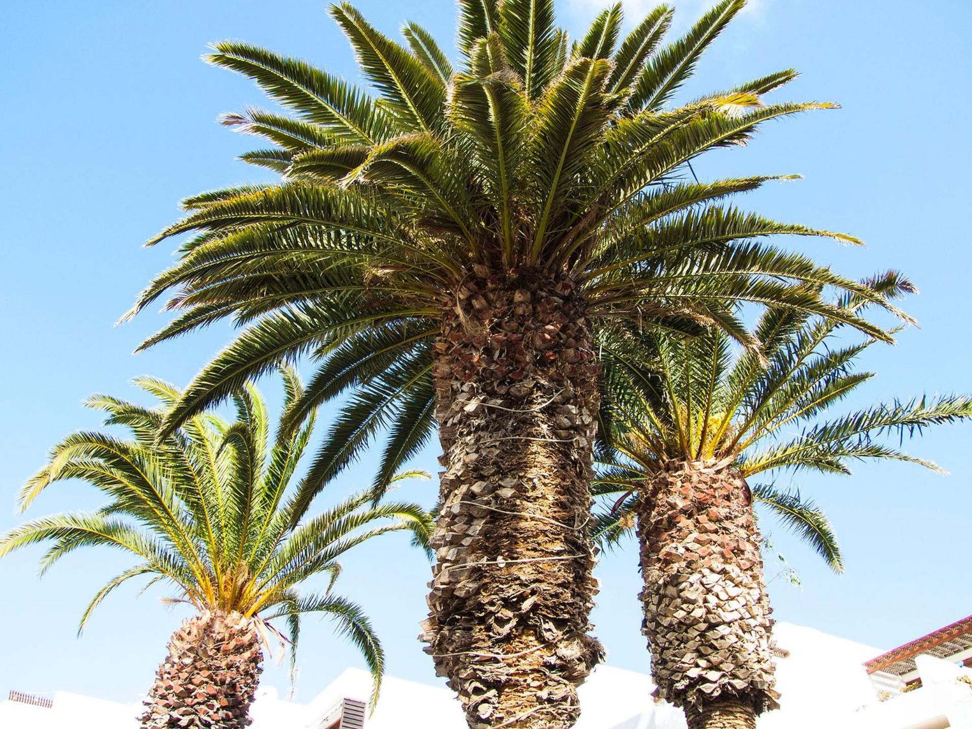 Apartment Little Gem Apartment, Molinos Costa Teguise