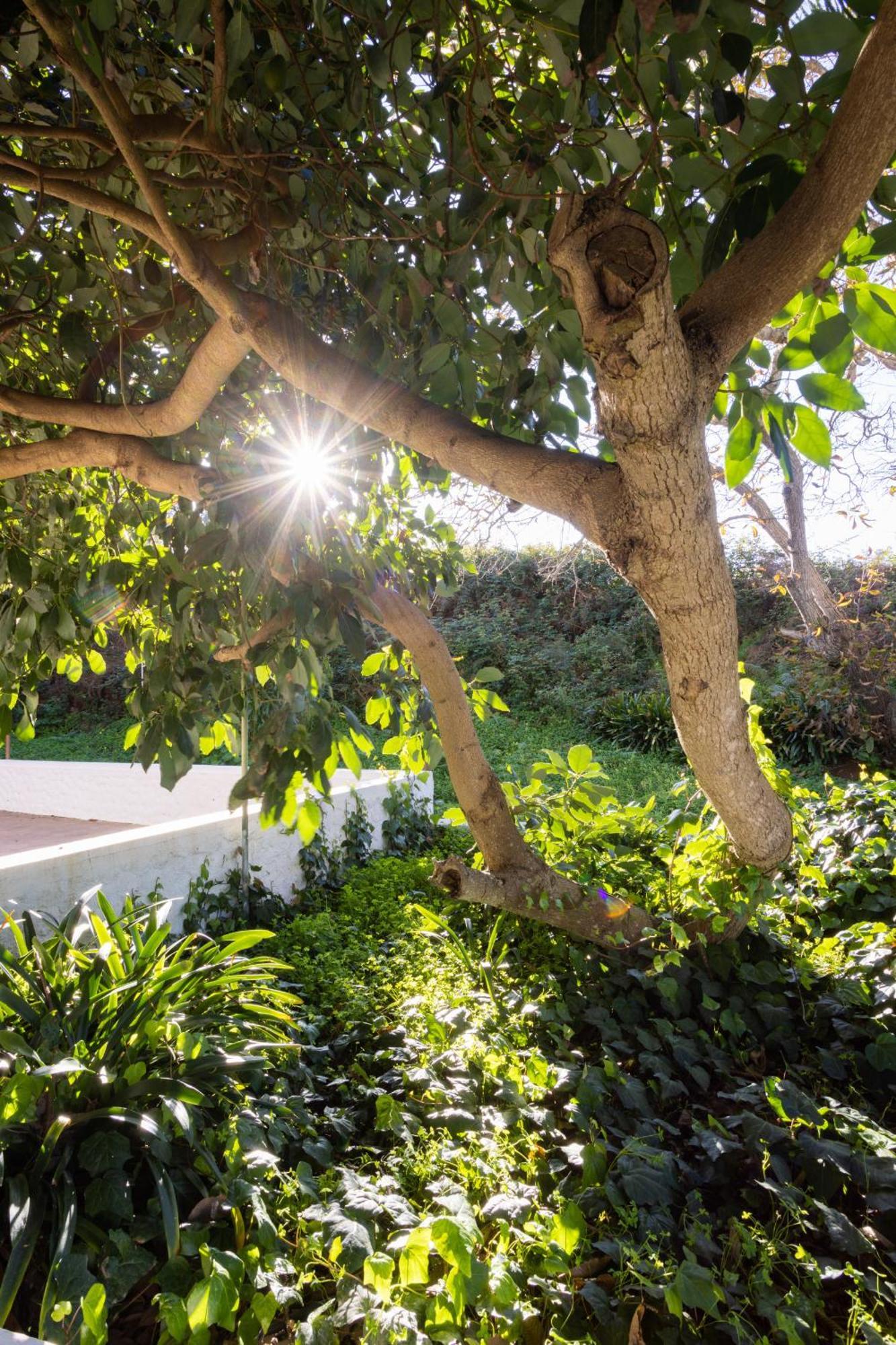 Okstay Misueno La Esperanza (Tenerife)