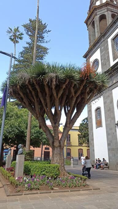 Wagner - - San Marcos (Tenerife)