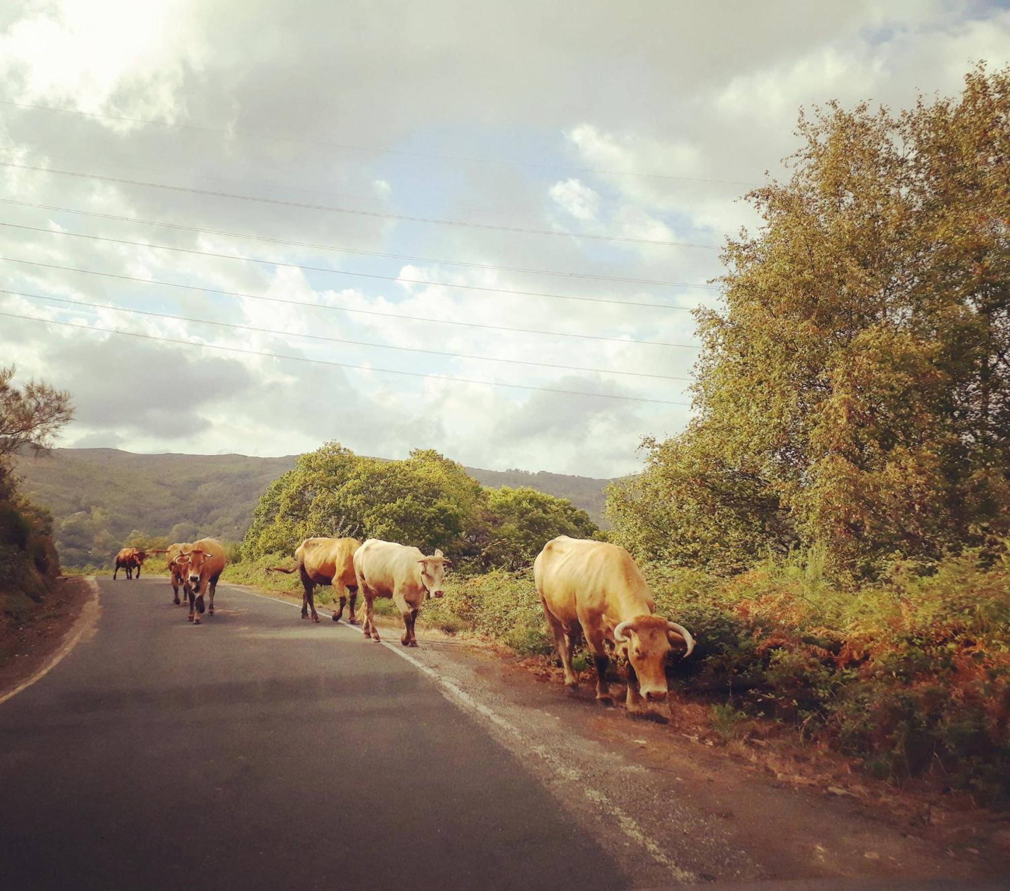El Valle *