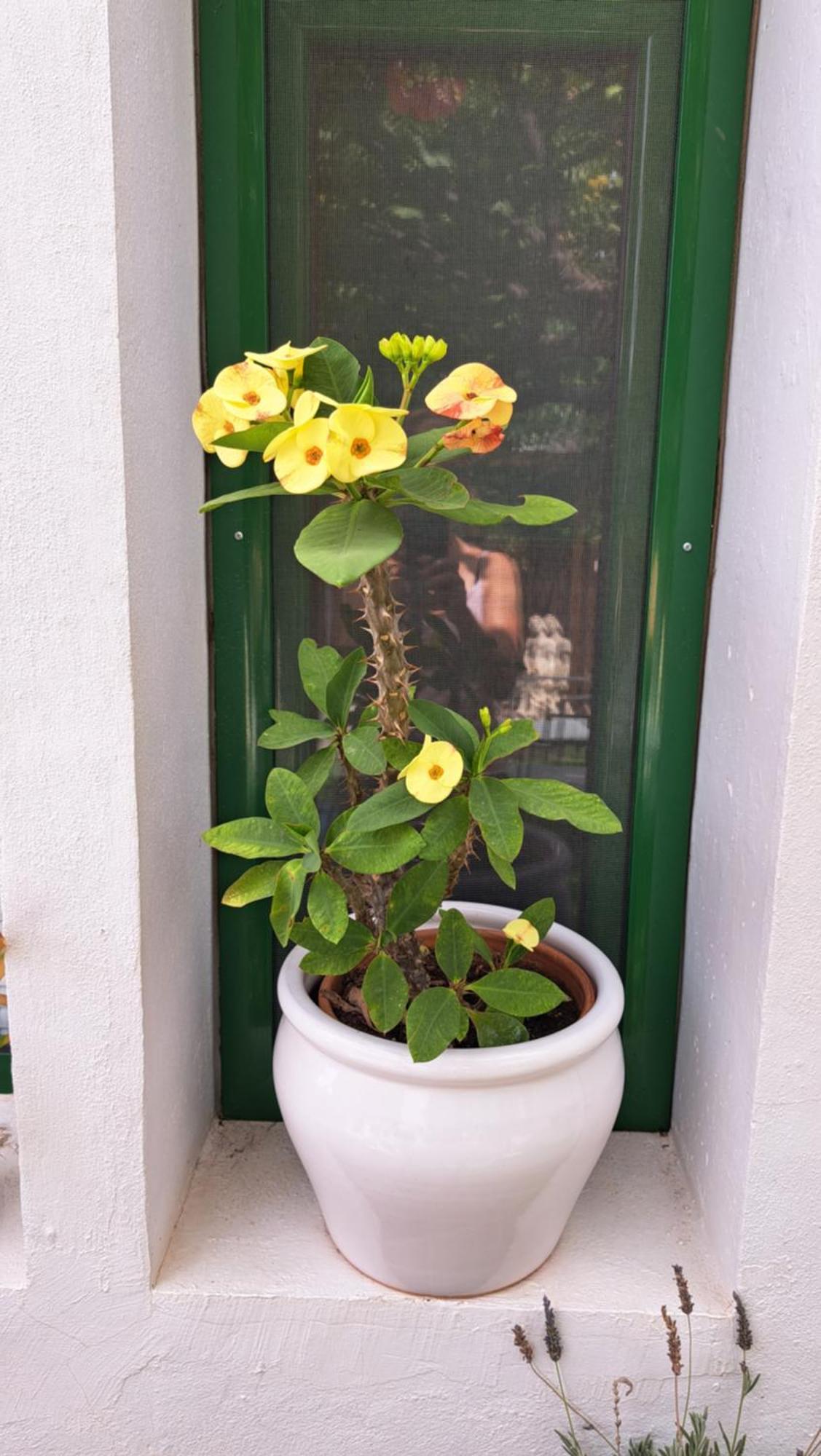 Casa rural Casa Santana Segura Tejeda (Gran Canaria)