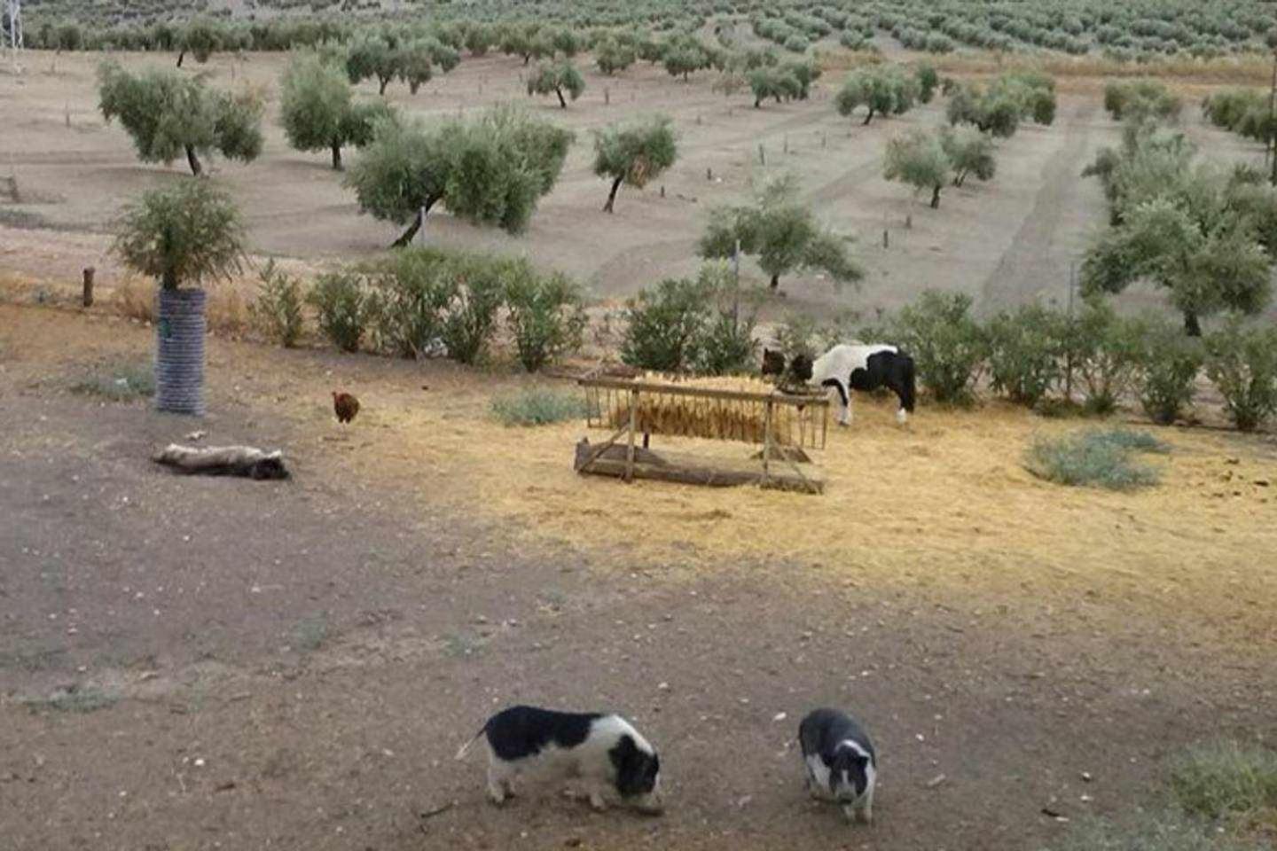 Cortijo Rurales Apartment *
