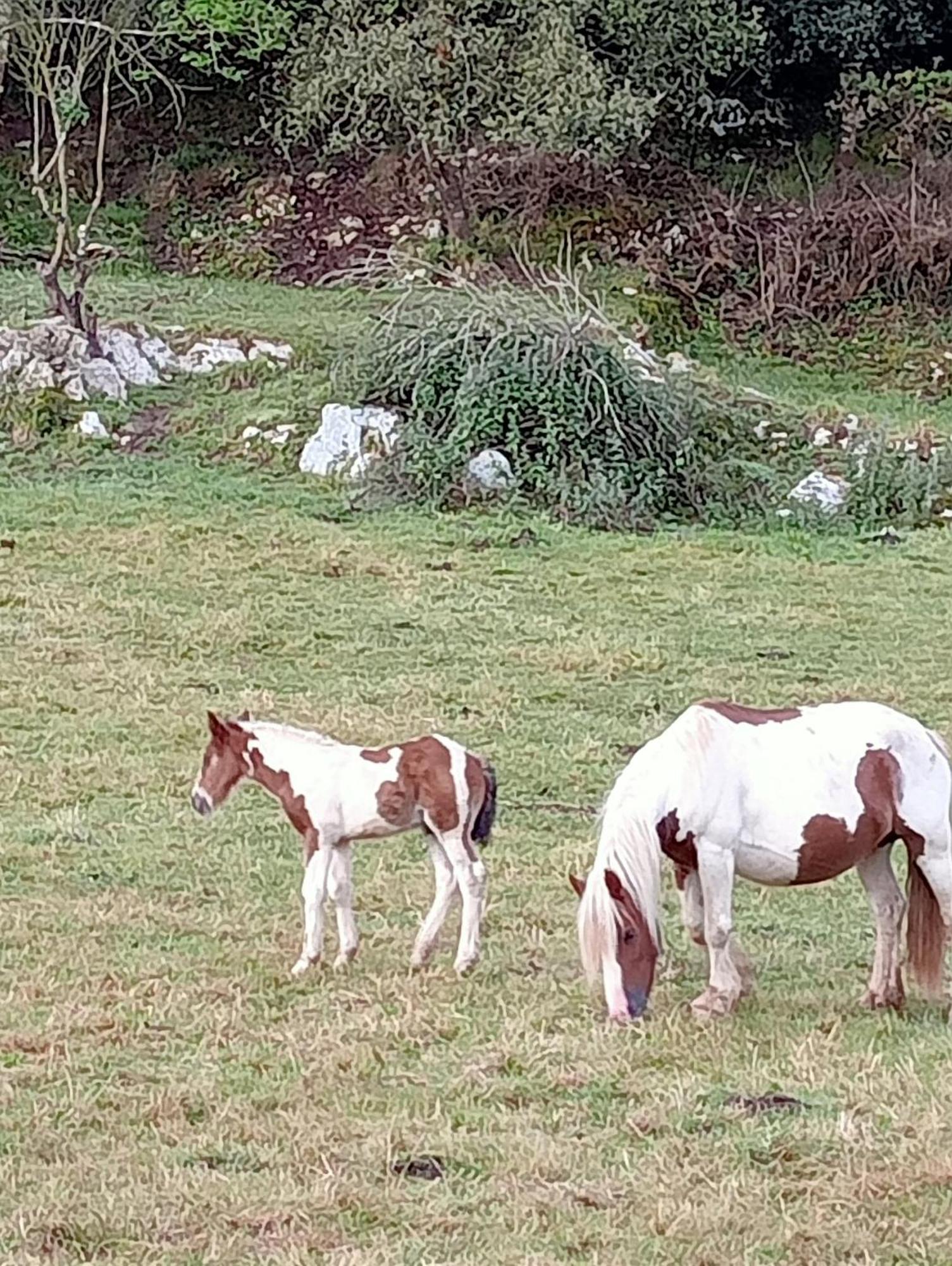 Casa Con Jardin Asturias Llanes