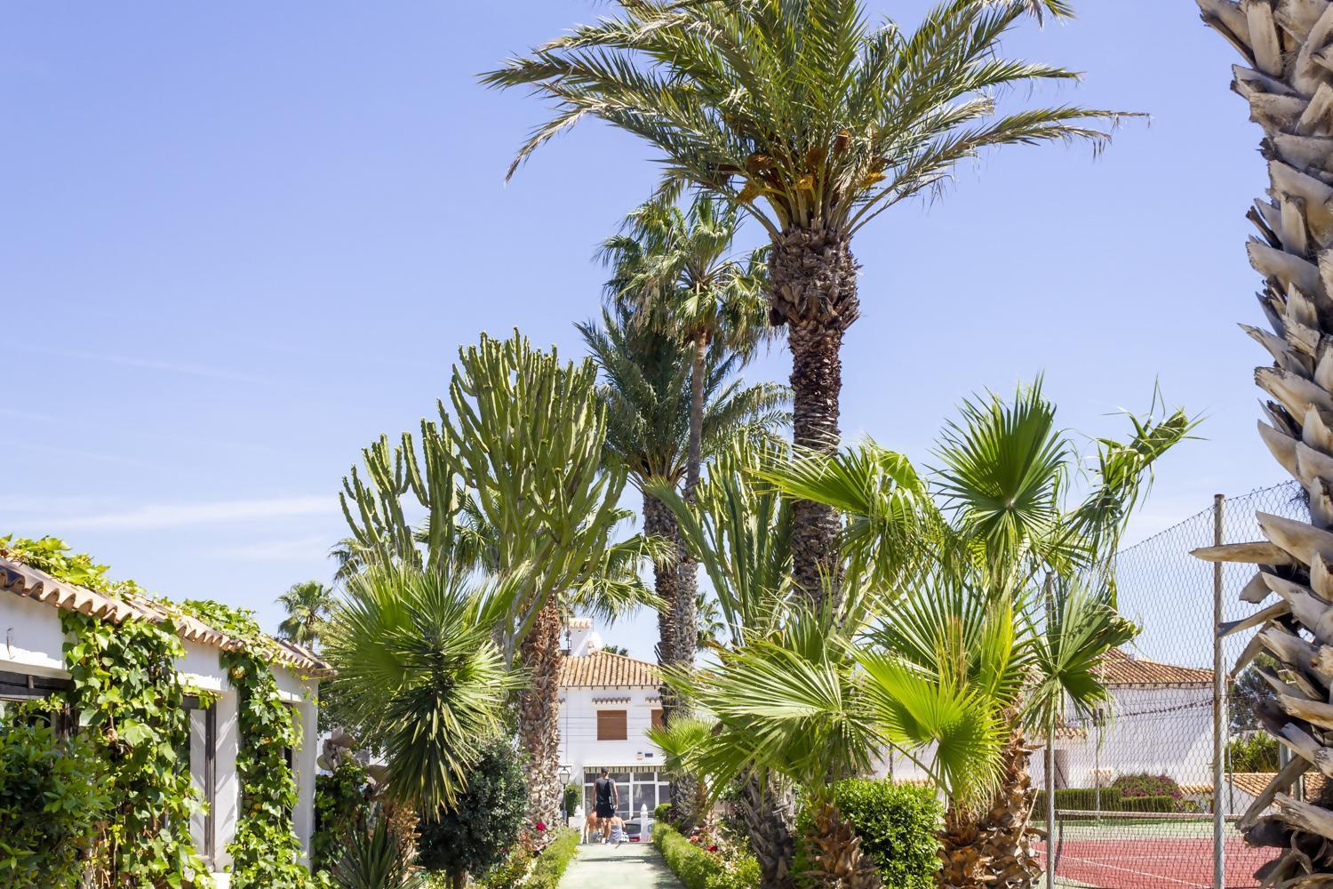 Pink Palm Torrevieja