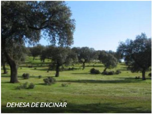 Con Encanto El Coronel, Panchez, Fuente Obejuna *
