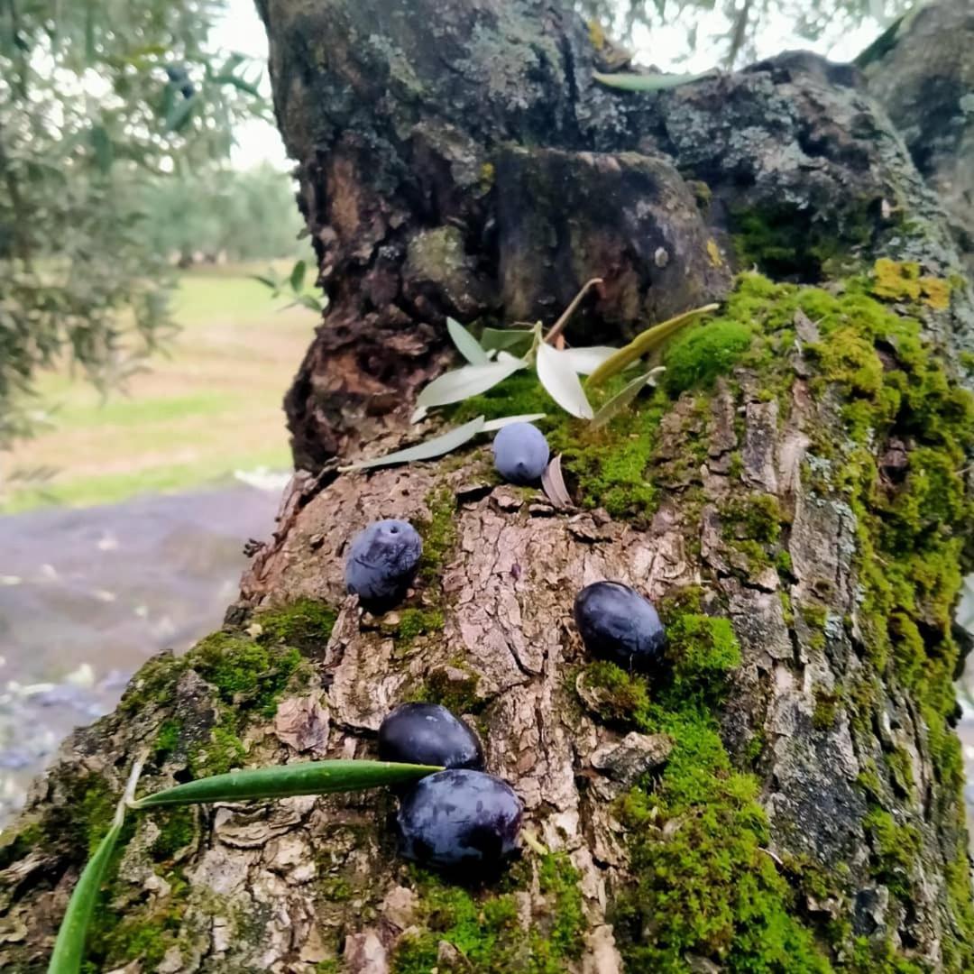 Vtar Casa Del Aove Сasa de vacaciones