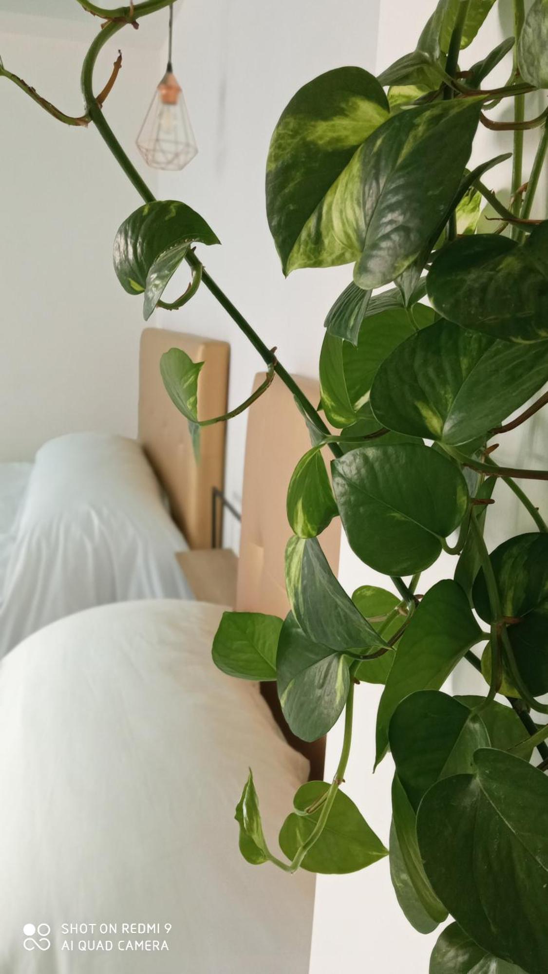 Guest house La Del Sastre Velez Malaga