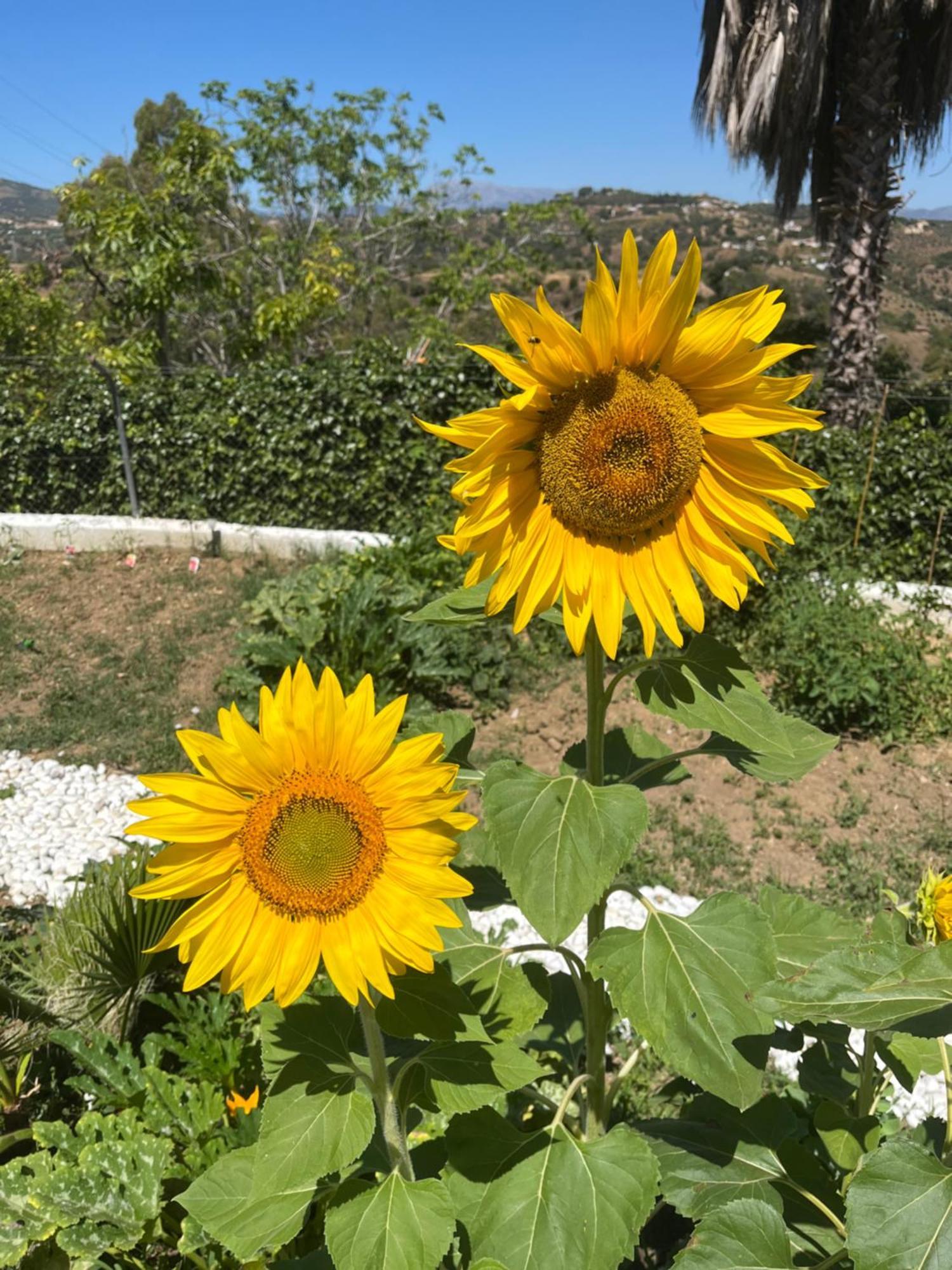 Finca Paraiso Escondido Сasa de vacaciones Alhaurín el Grande