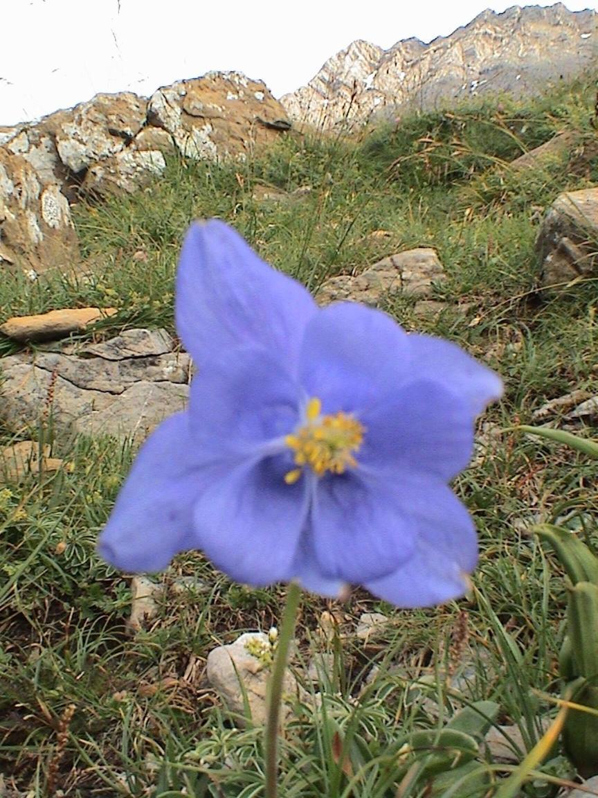 Pinarillos Sarvisé
