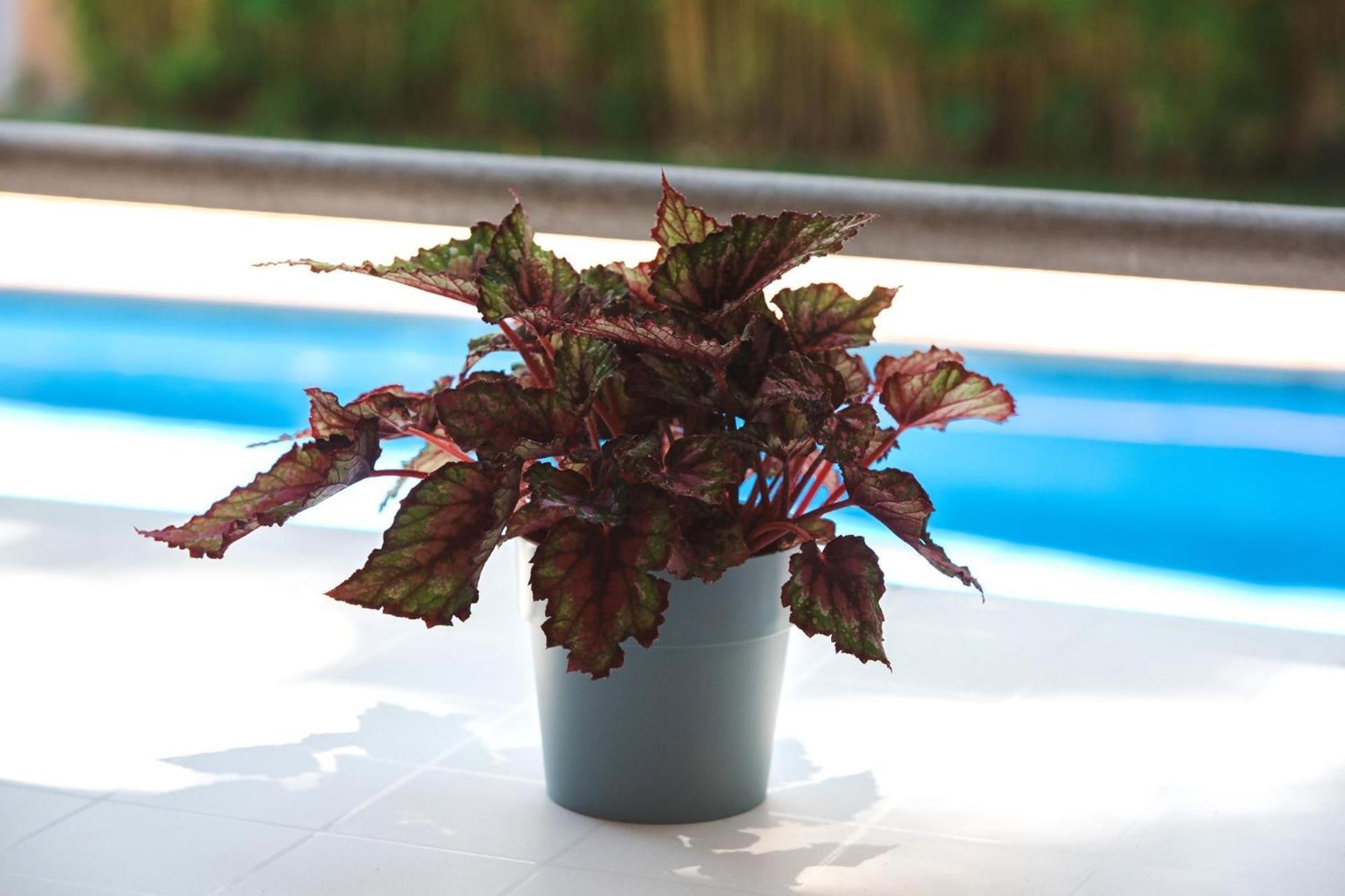 Acogedor Apto Muy Centrico Con Piscina En S'Agaro