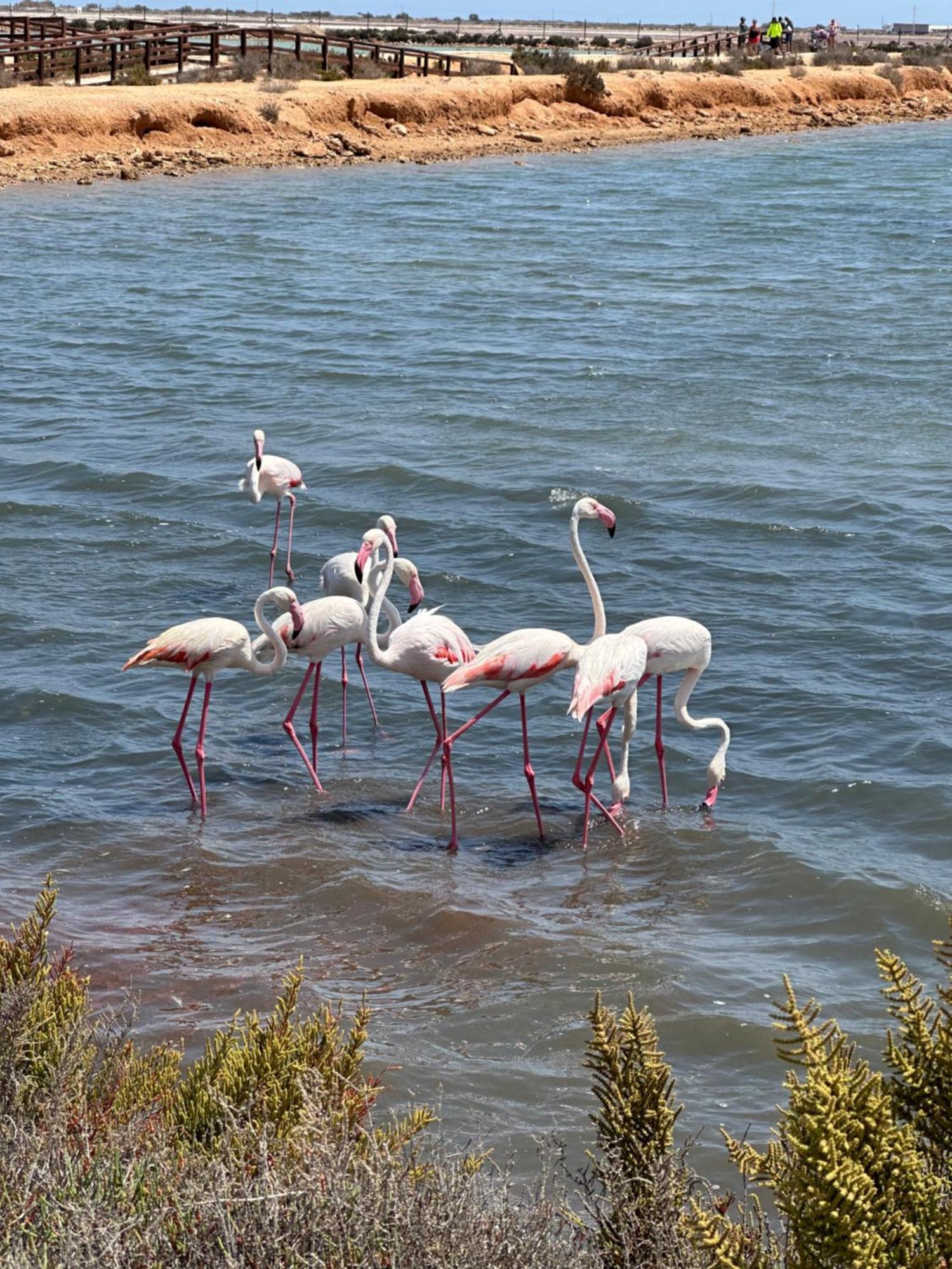 Mar Menor Paradise By Pinos Holidays Apartamento San Pedro del Pinatar