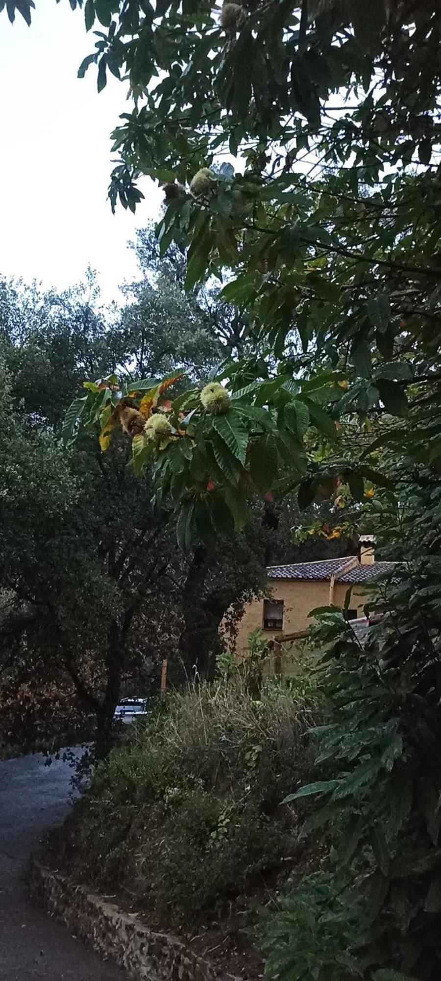 Country house El Viejo Castano - Valle Del Genal *