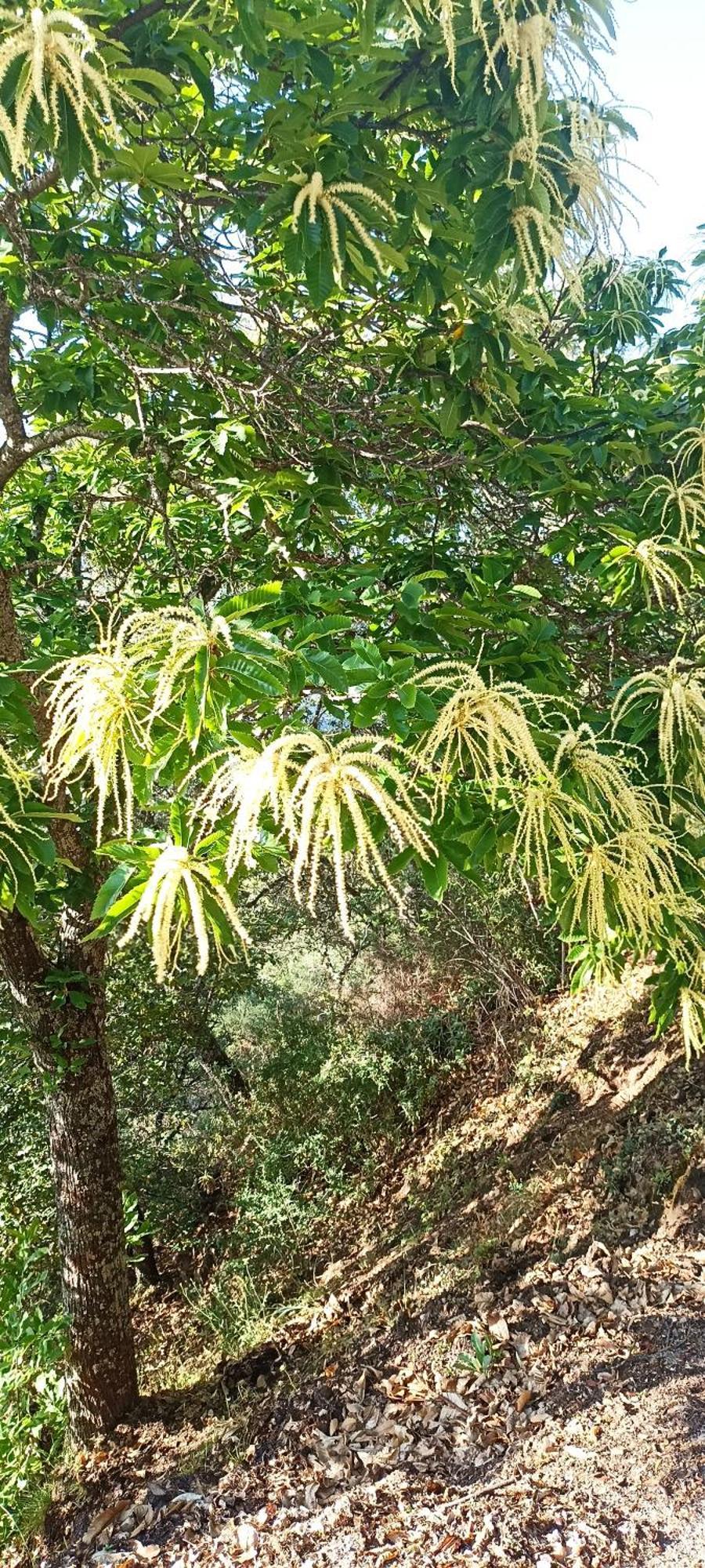 El Viejo Castano - Valle Del Genal *