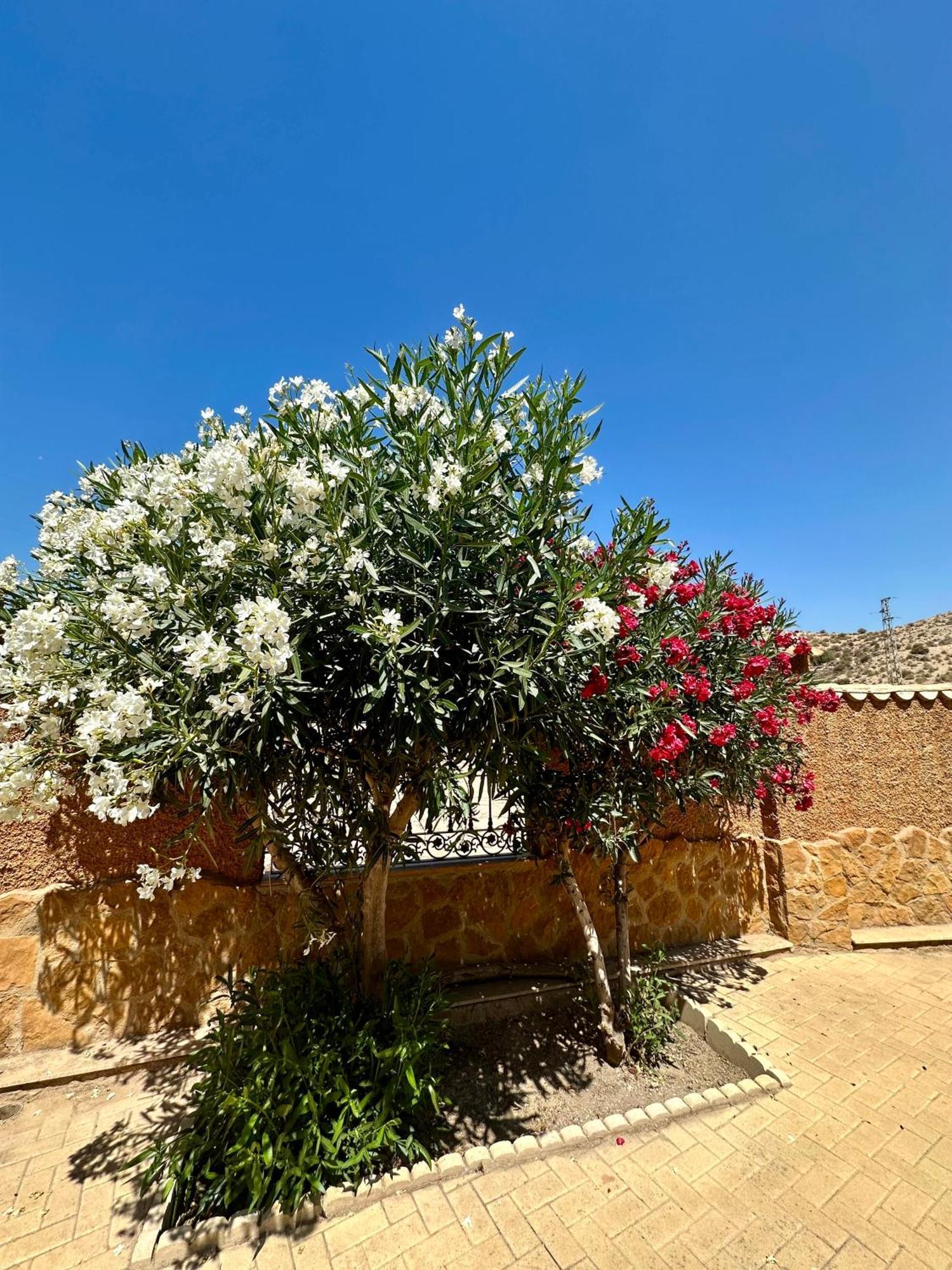 El Pomelo Holiday home Zurgena