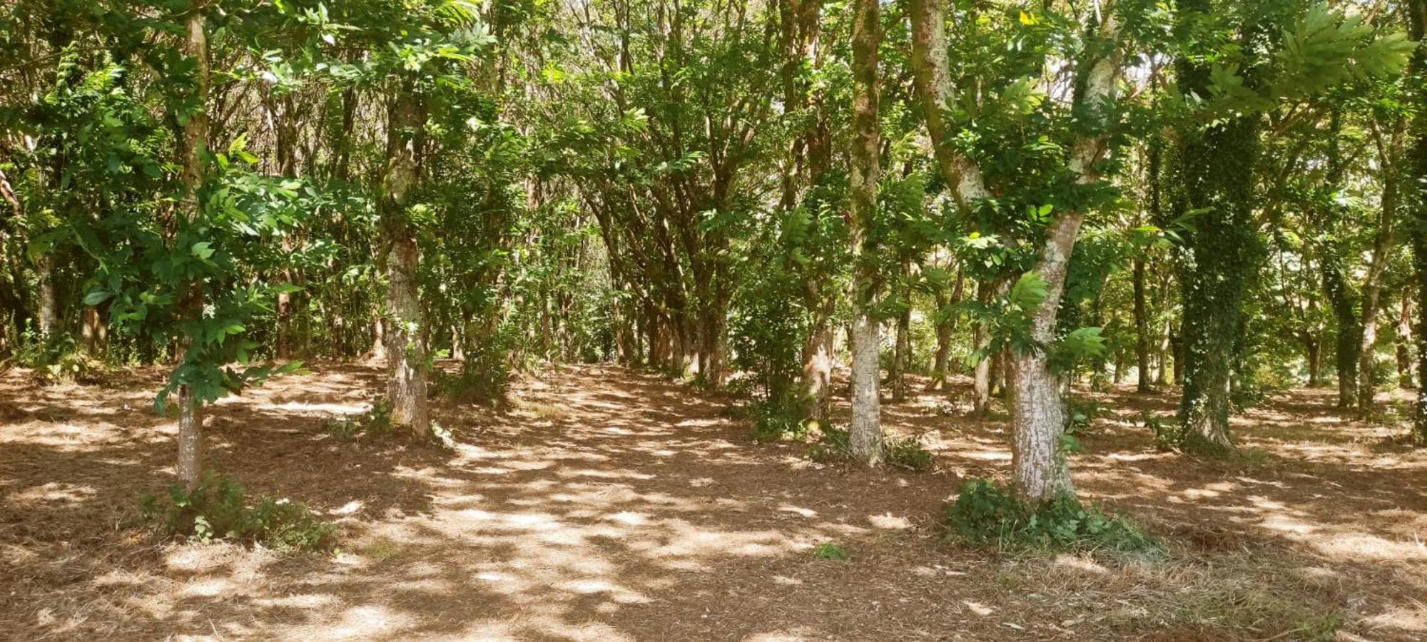 Gran Casa Rústica En Сasa de vacaciones Sigueiro