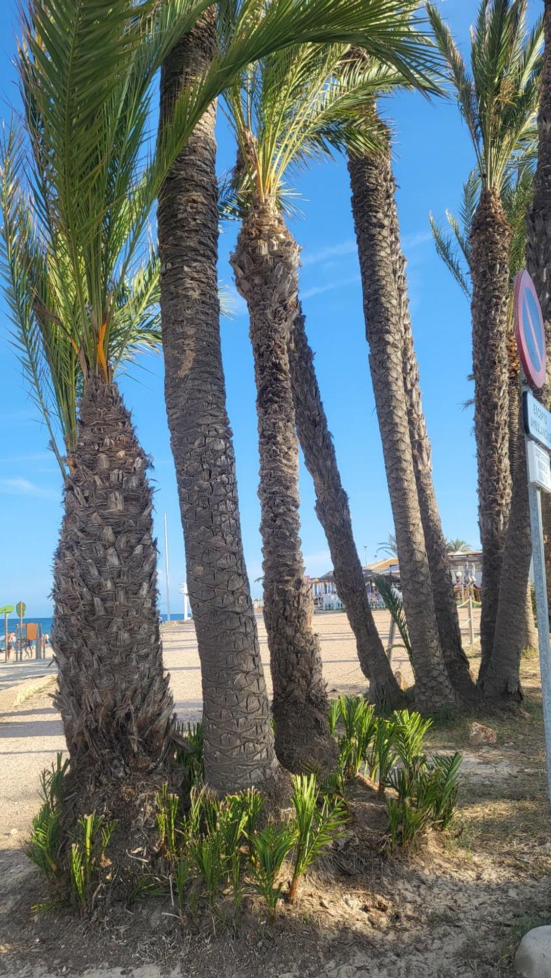 Apartment Ines, Dehesa De Campoamor,900m From The Sea , Swimming Pool & Tennis Court Campoamor