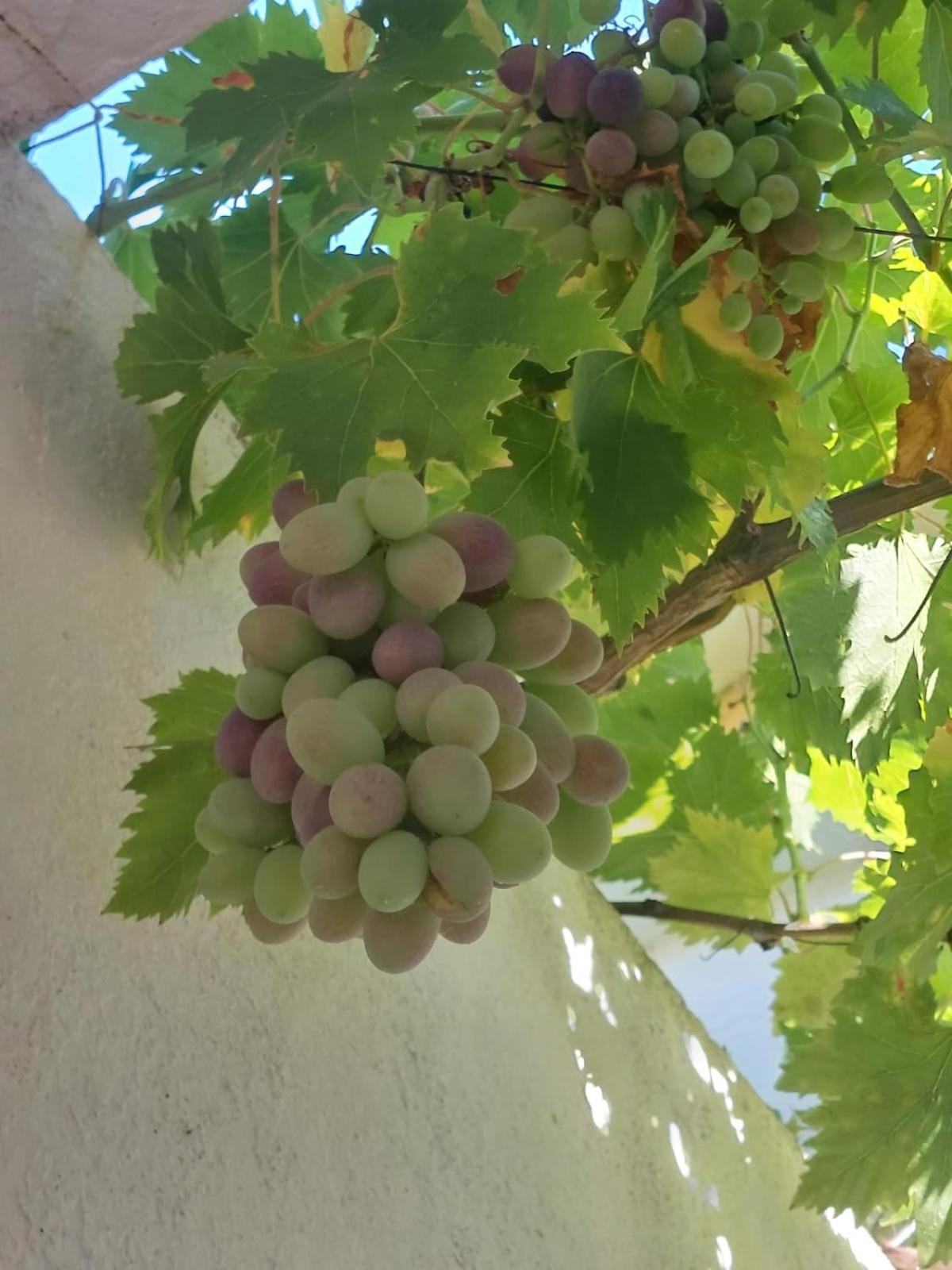Cortijo Cruces - Sevilla