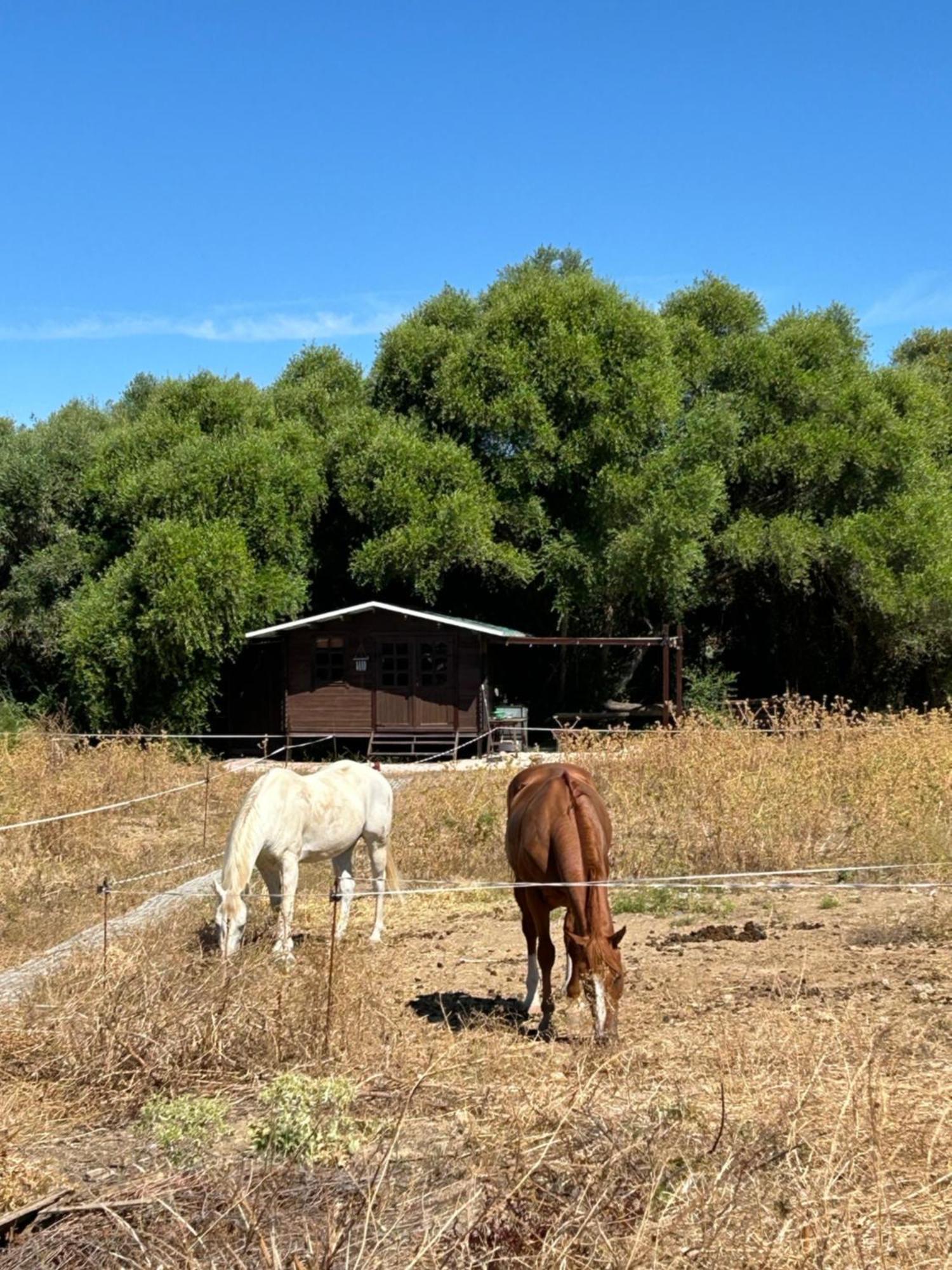 Campsite Rustica En Un Rancho Con Caballos, Prado Del Rey, Andalucia