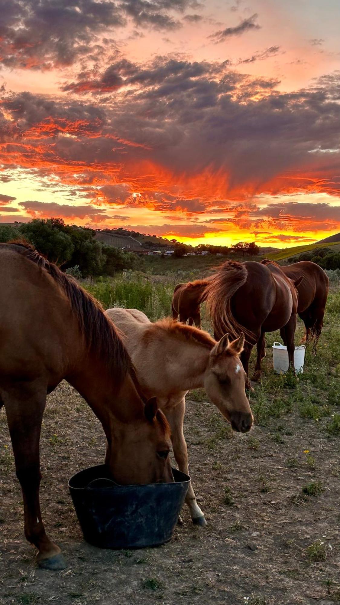 Rustica En Un Rancho Con Caballos, Prado Del Rey, Andalucia Campsite