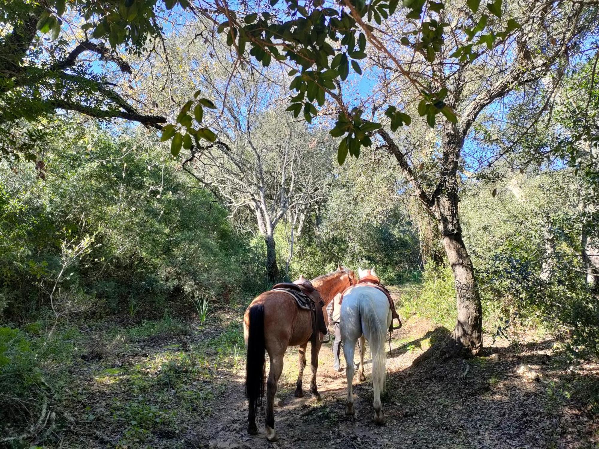 Rustica En Un Rancho Con Caballos, Prado Del Rey, Andalucia Campsite *