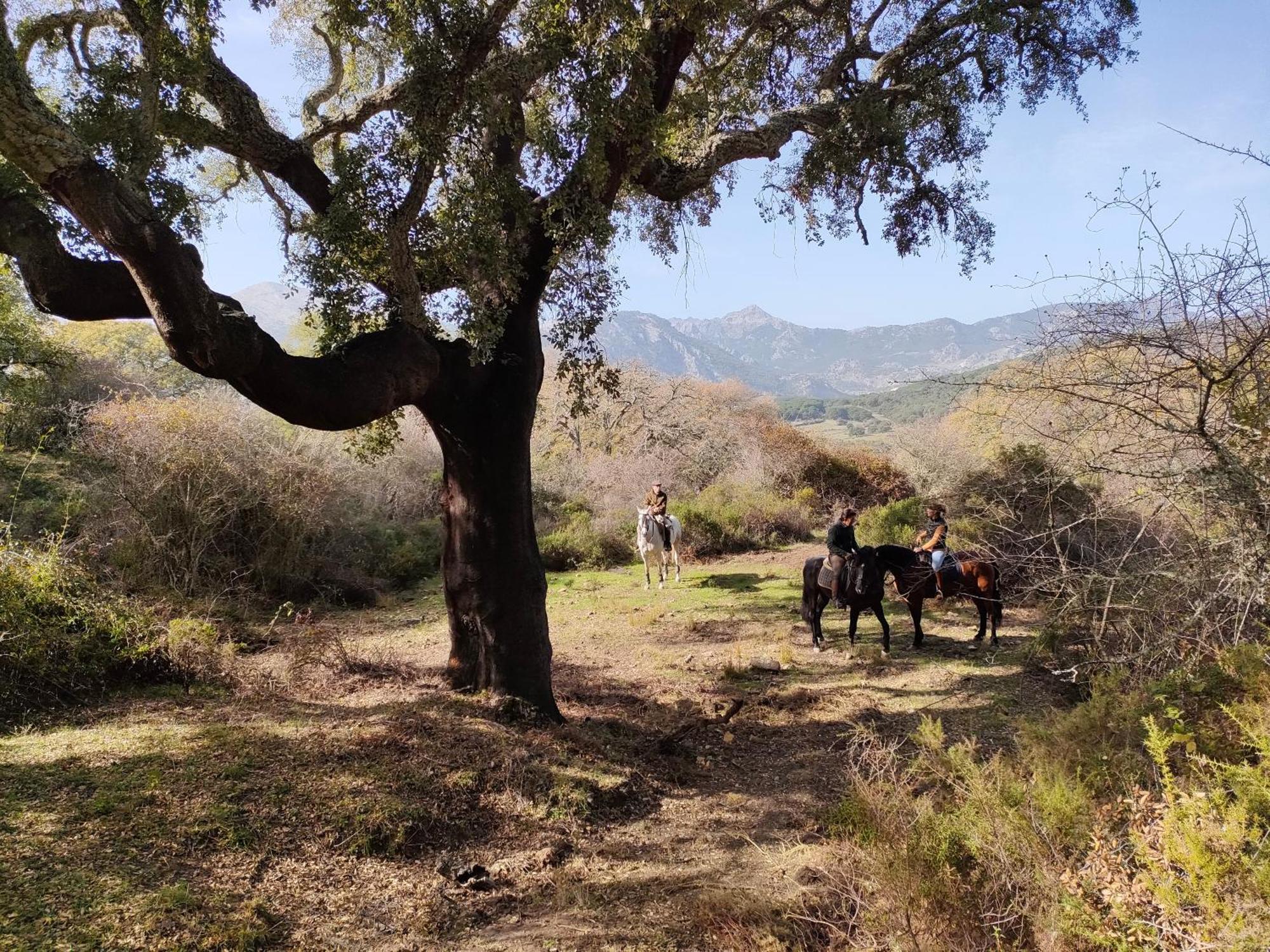 Campsite Rustica En Un Rancho Con Caballos, Prado Del Rey, Andalucia *