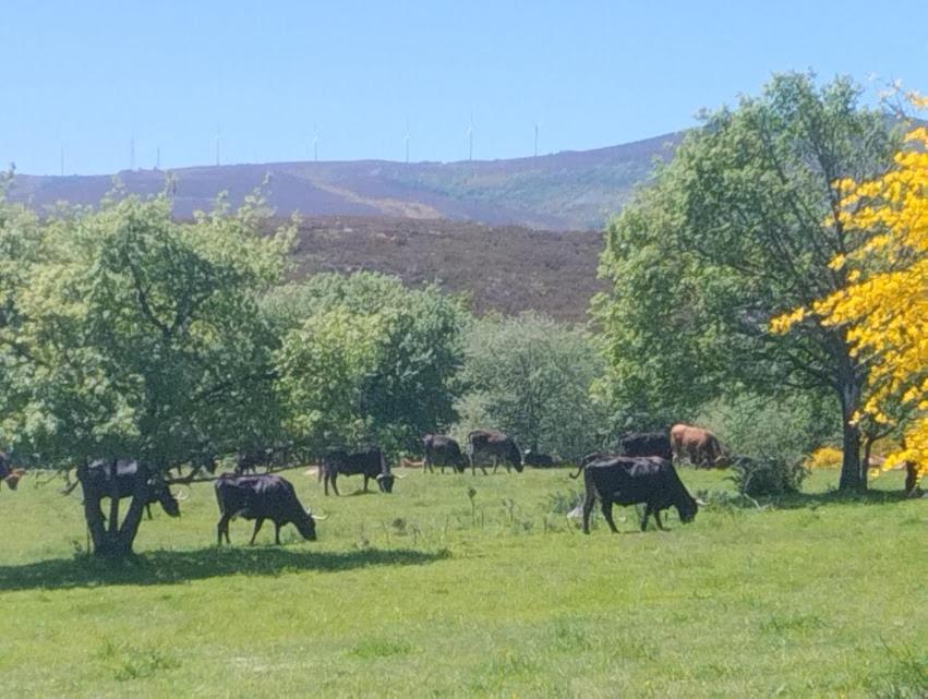 O Recuncho Da Isa - Ribeira Sacra Сasa de vacaciones Pereiro de Aguiar