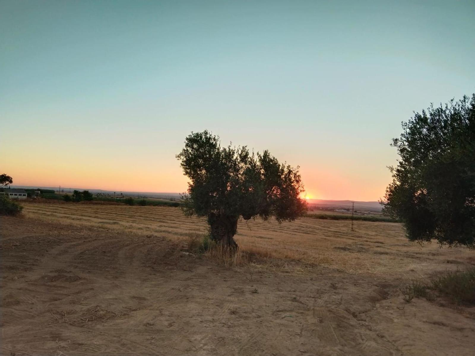 Holiday home Cerro Campon Carmona (Seville)