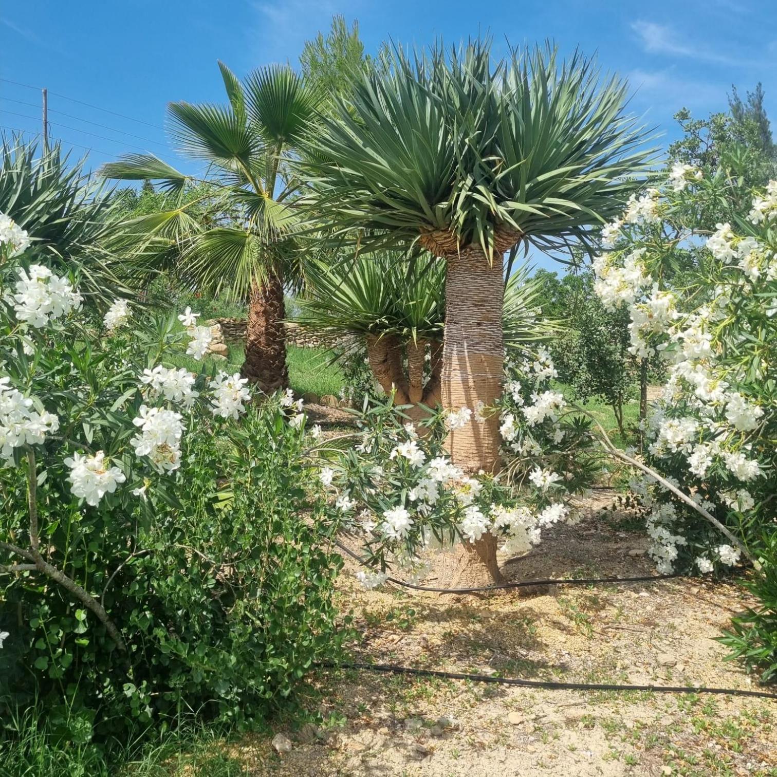 Homestay Cortijo Gallardas En Almeria *