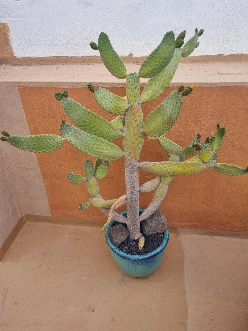 El Tranquilidad,nearsea,stylish,well Equipped Apartment El Cotillo (Fuerteventura)