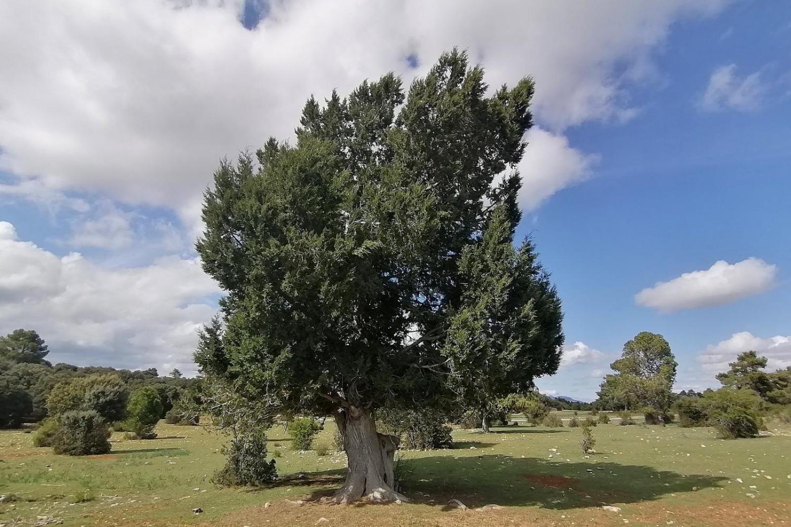 Casa rural El Pinar De La Lobera La Matea