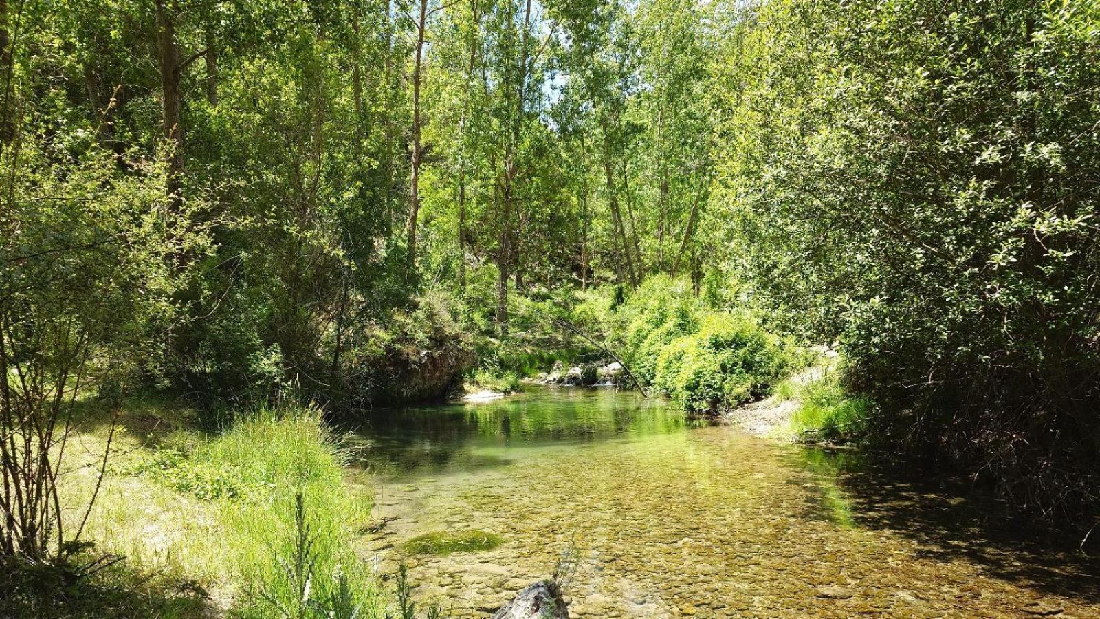El Pinar De La Lobera *