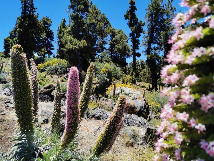 La Terraza De Juana