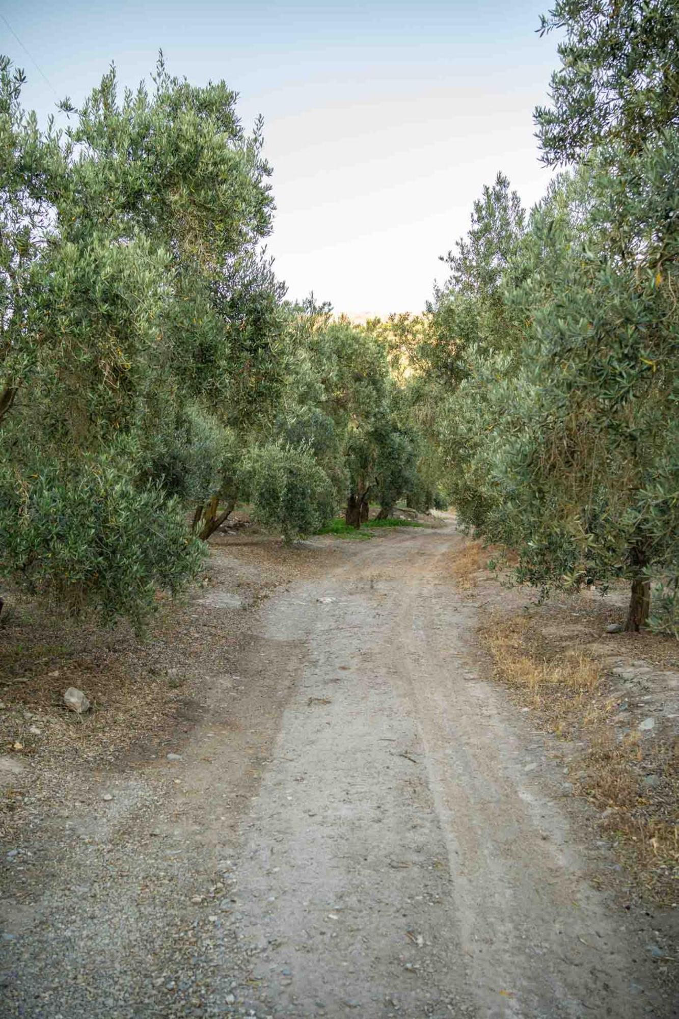 Natura Un Paraiso En La Alpujarra Almeriense * Alcolea (Almeria)