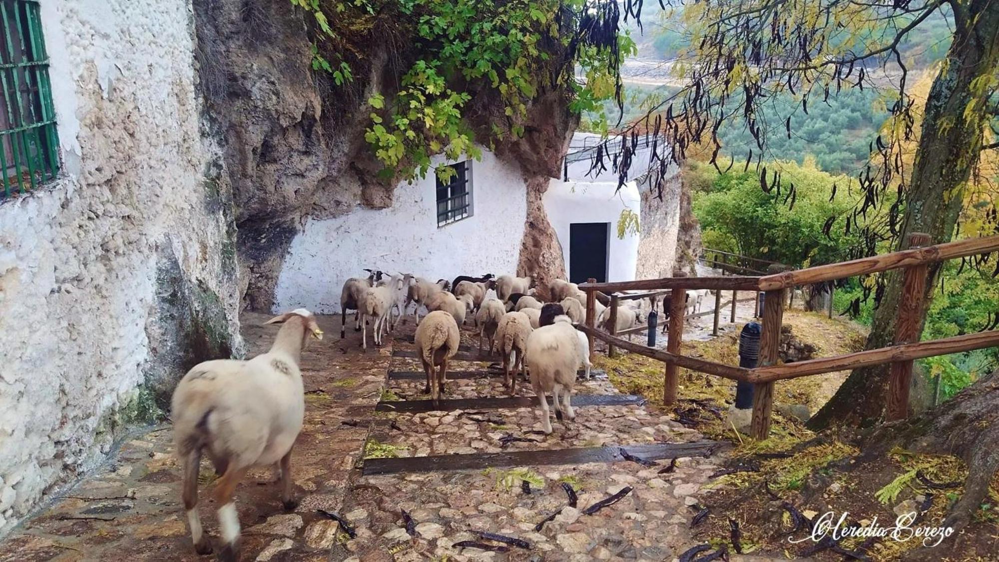 El Pinsapo * Cuevas del Becerro