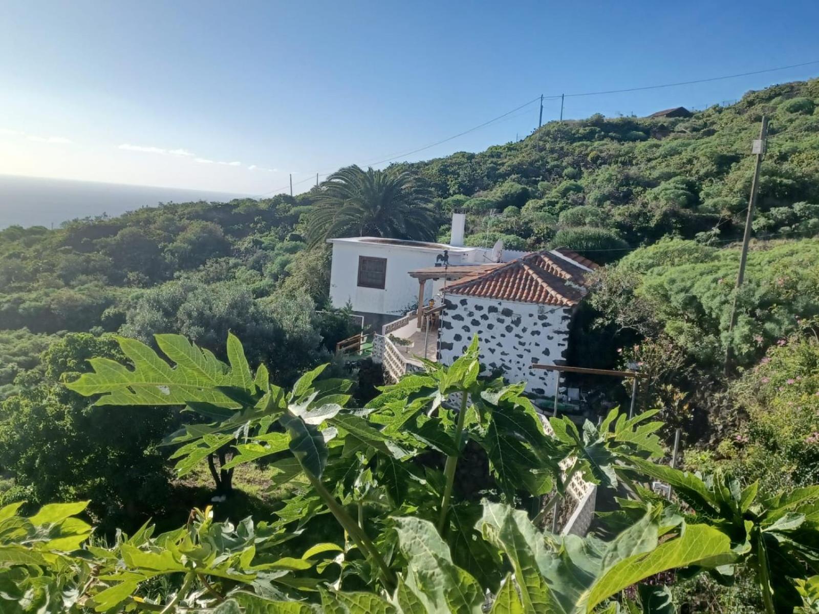 El Olivo De
