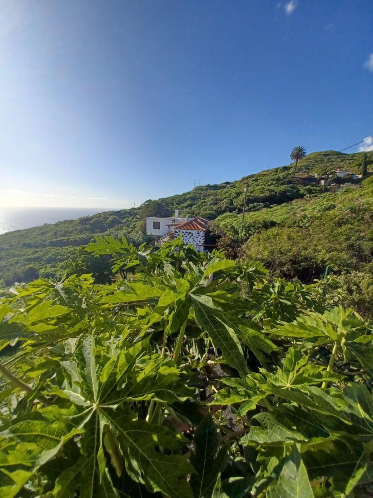 El Olivo De Villa de Mazo