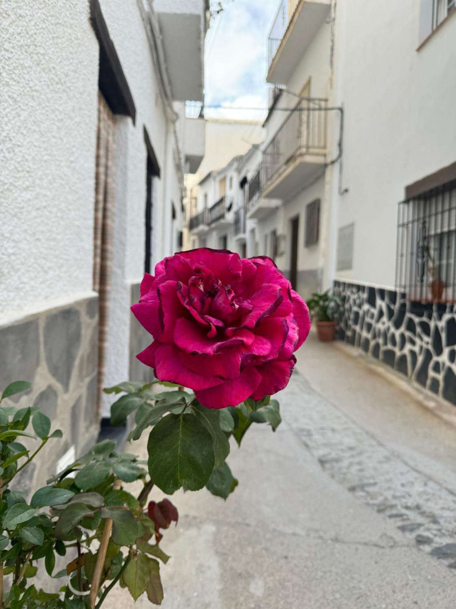 Rural Julio Apartamento