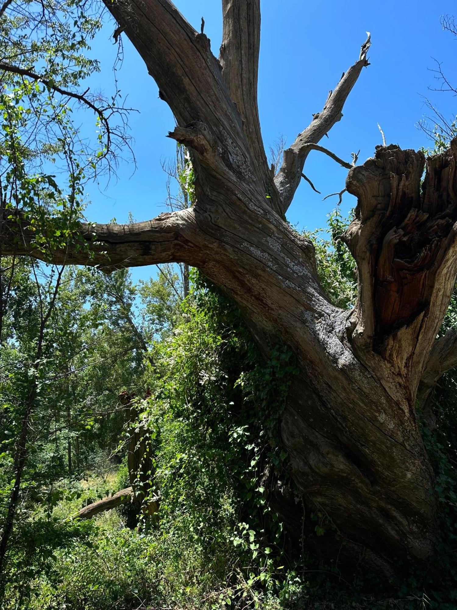 Mevak Alpujarra Pórtugos