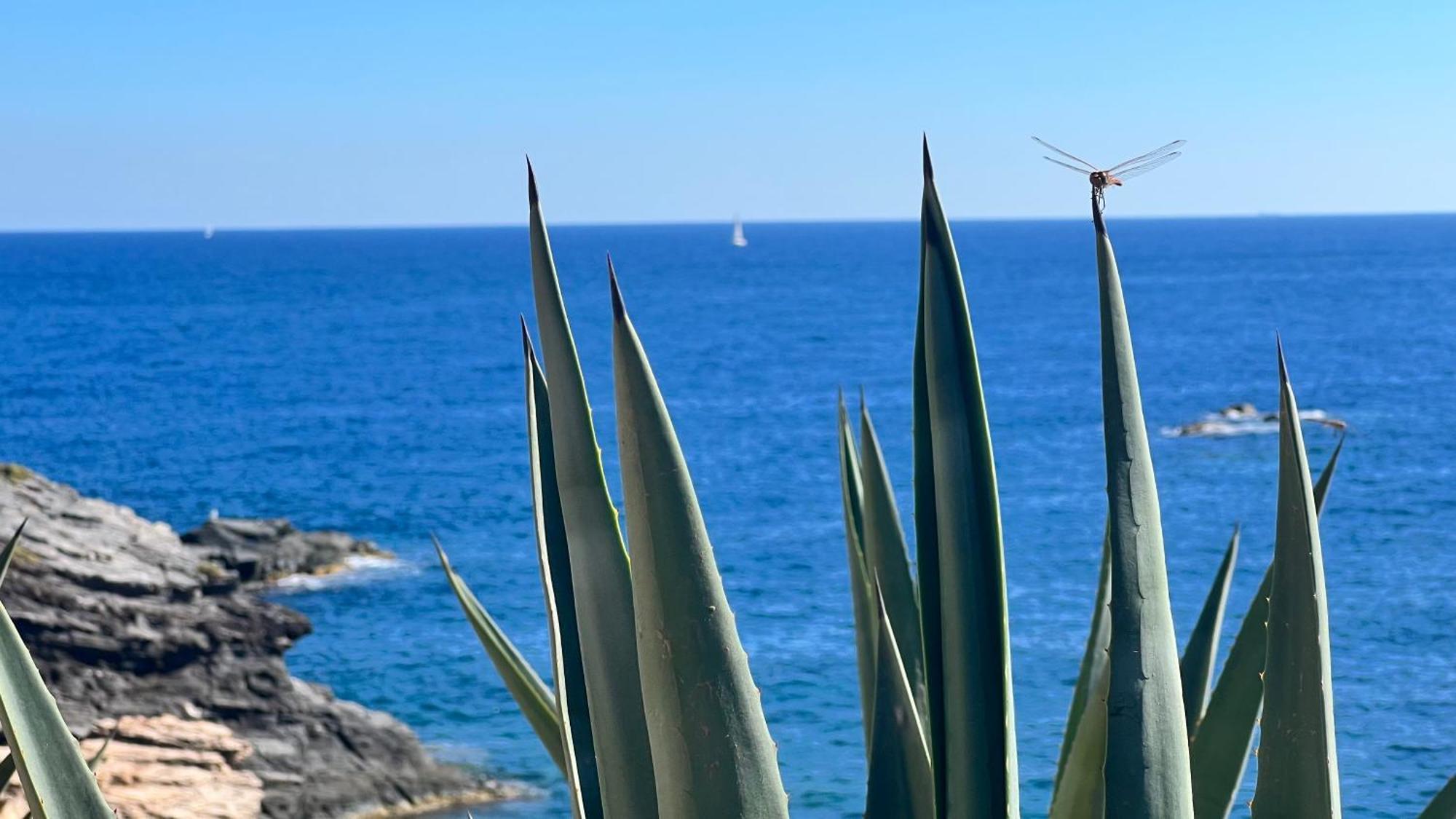 Punta Prima - Sun & & Golf & Bike - Spanish South-facing Terrace - La Recoleta - By The Sea Apartment Torrevieja