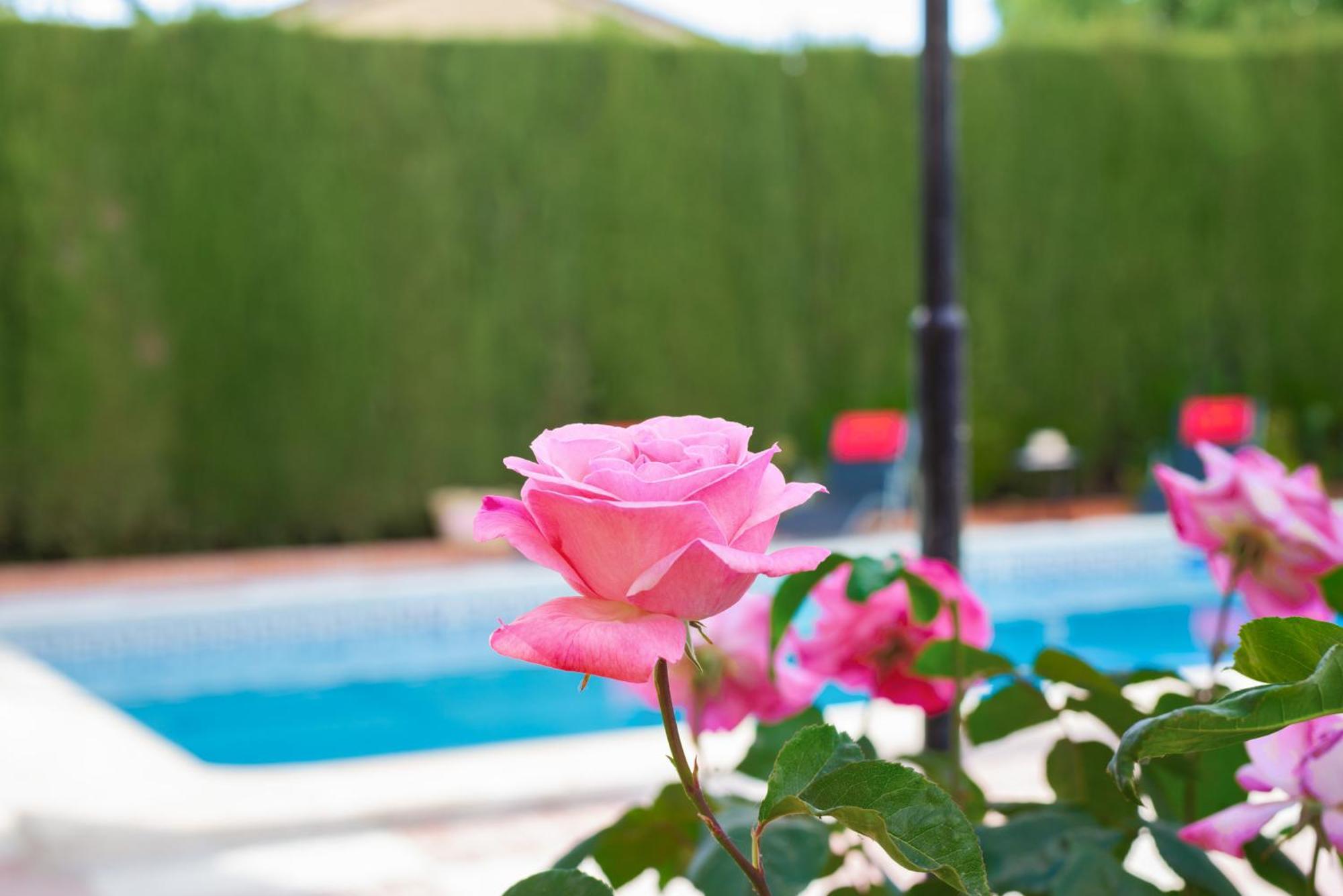 Granada Garden Deluxe