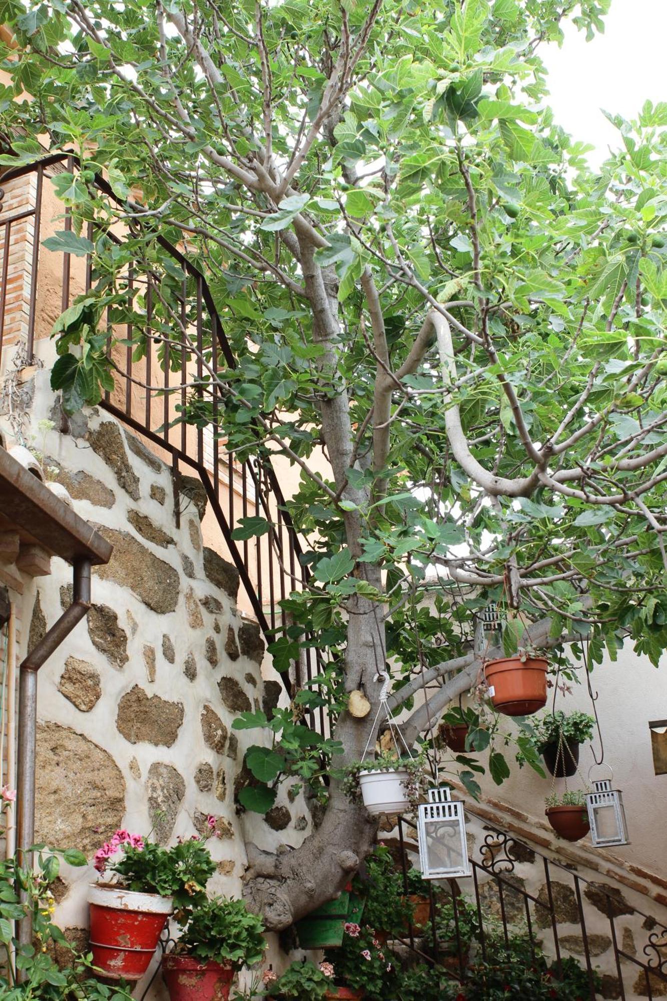 Apartametos Rurales La Higuera De Jose * Layos