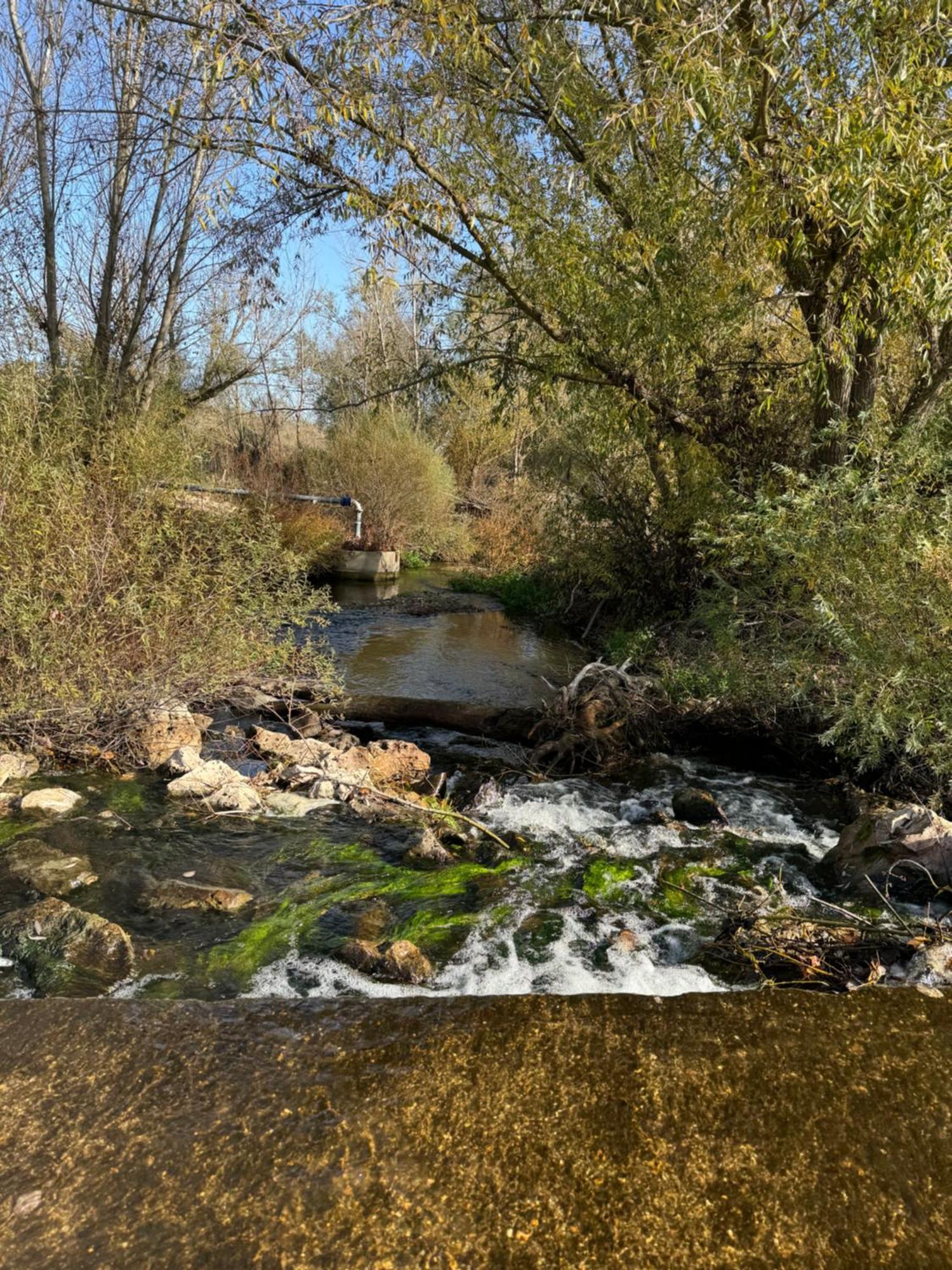 Gavias