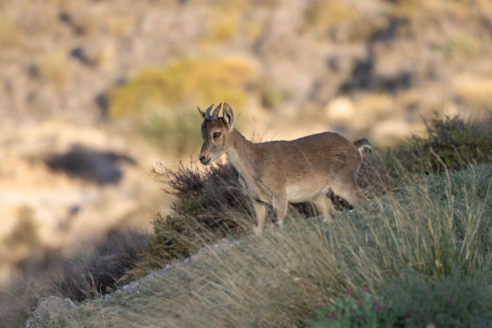 Cortijo El Albaricoque De La Sierra - De 75 Hectareas ! Nijar