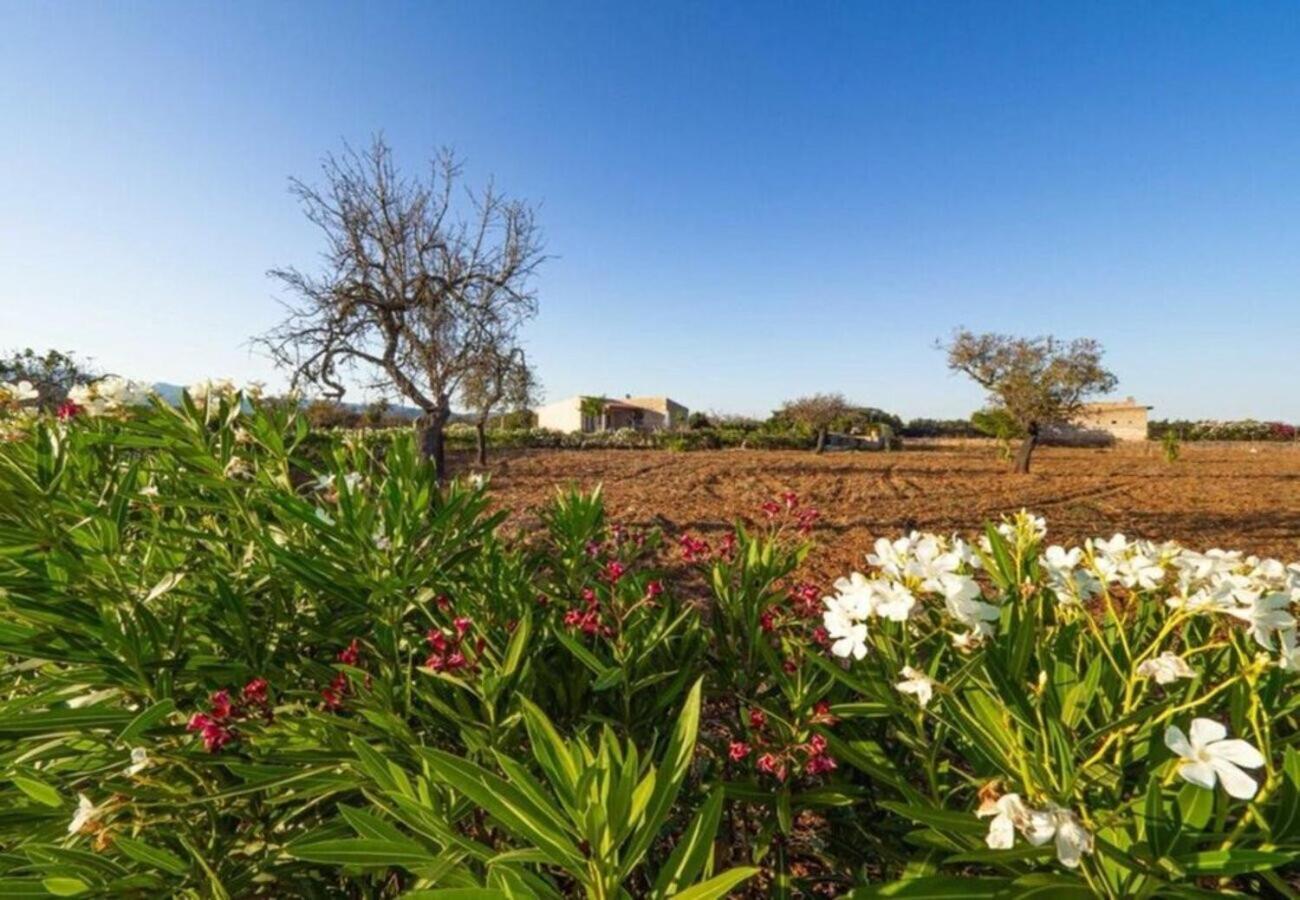 Petitona Villa Búger
