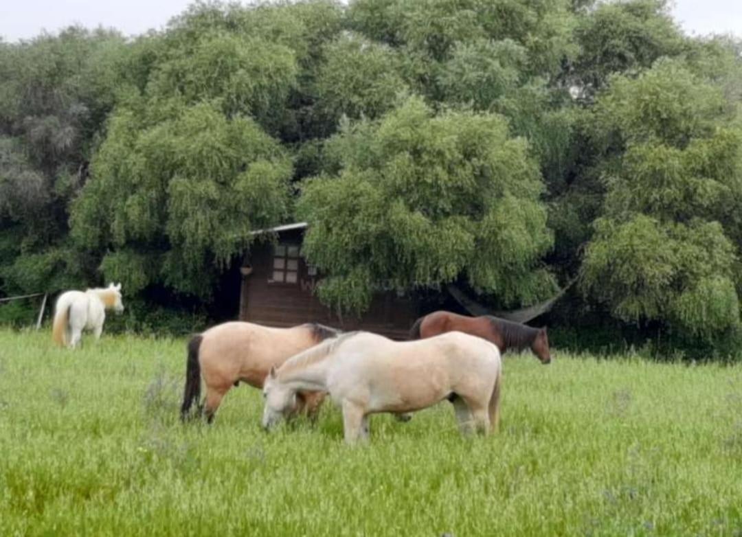 Campsite Rustica En Un Rancho Con Caballos, Prado Del Rey, Andalucia