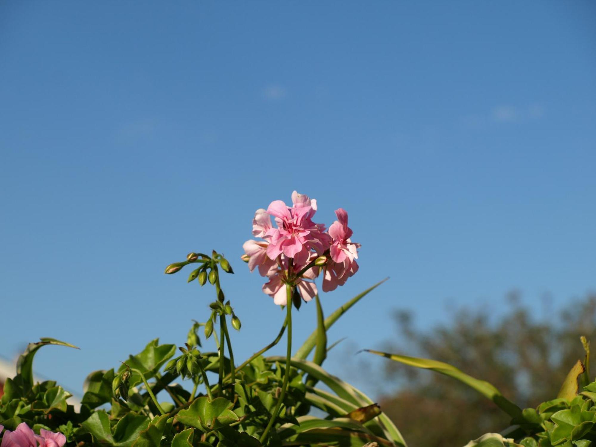 La Casa De Camelias